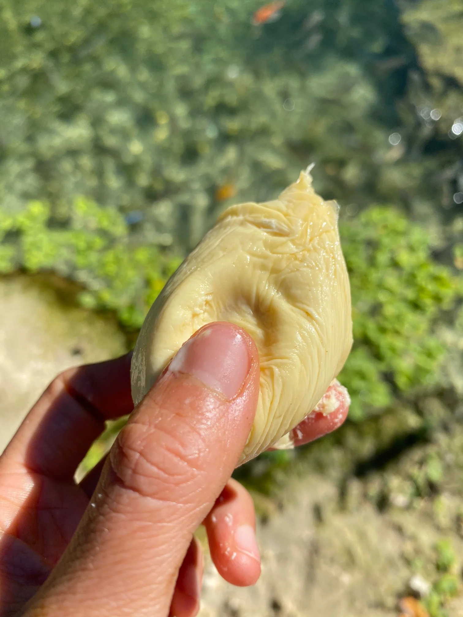 D24 (Sultan) Durian *Pre-Order* - Image 4
