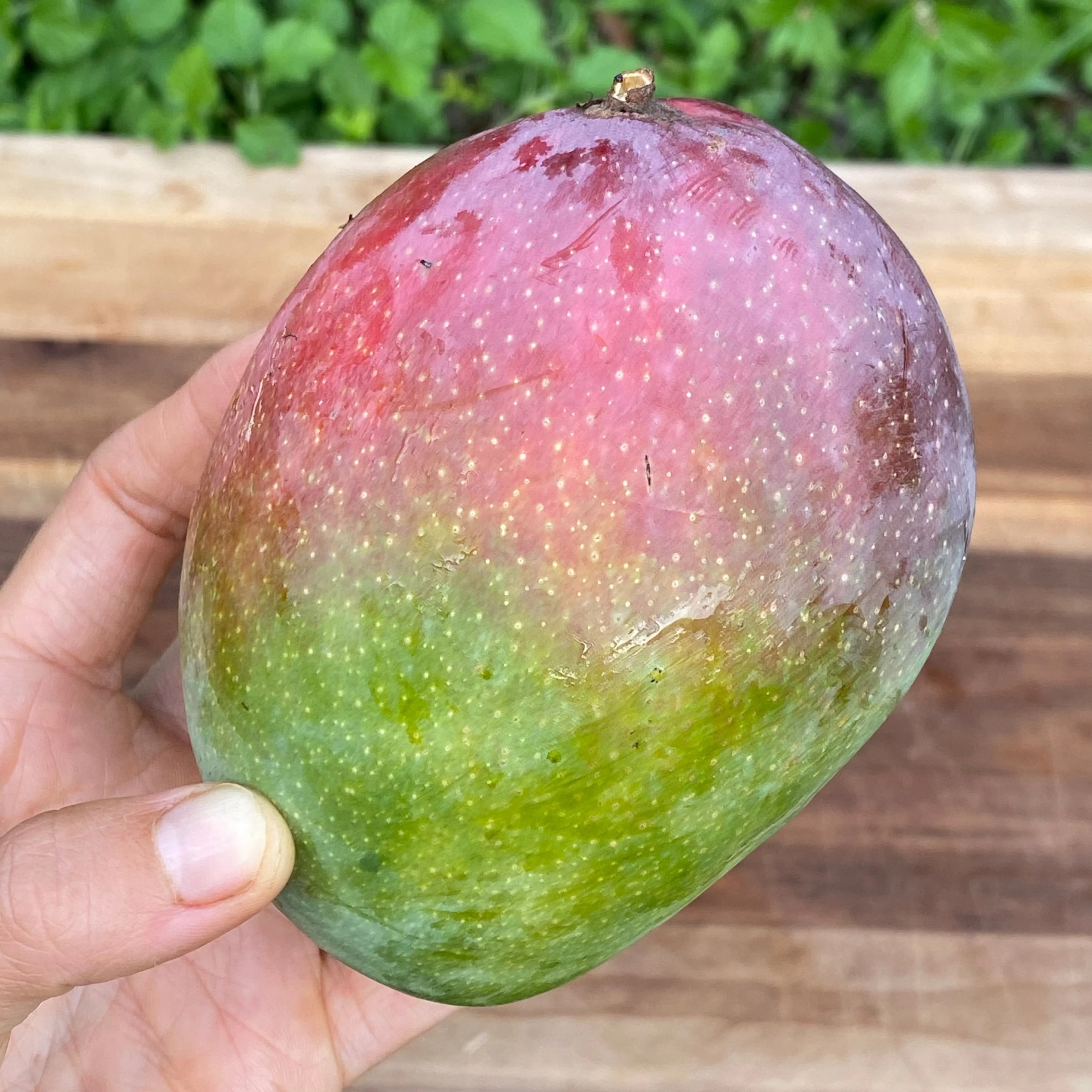 Fruit Punch Mango *Pre-Order* - Image 4