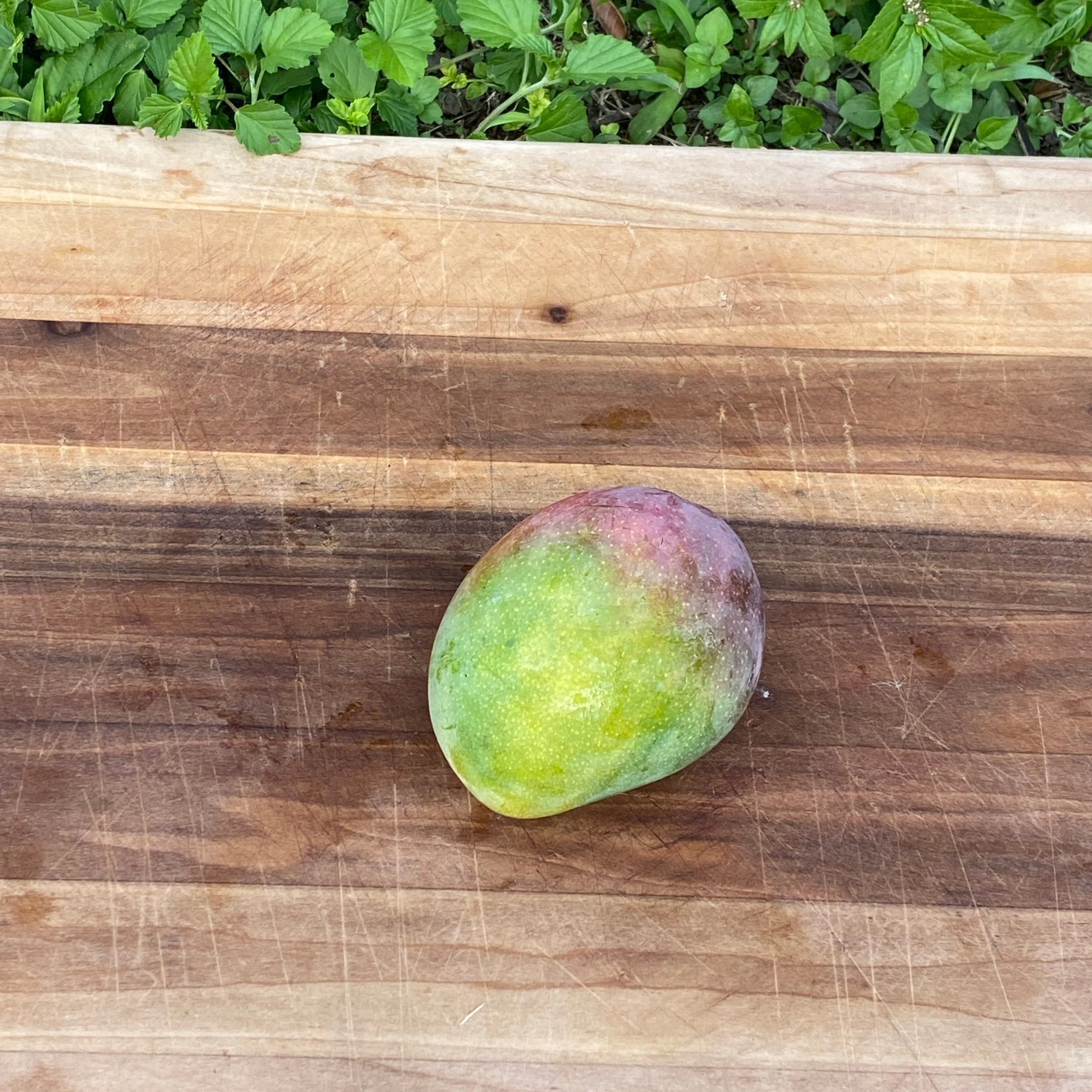 Fruit Punch Mango *Pre-Order* - Image 5