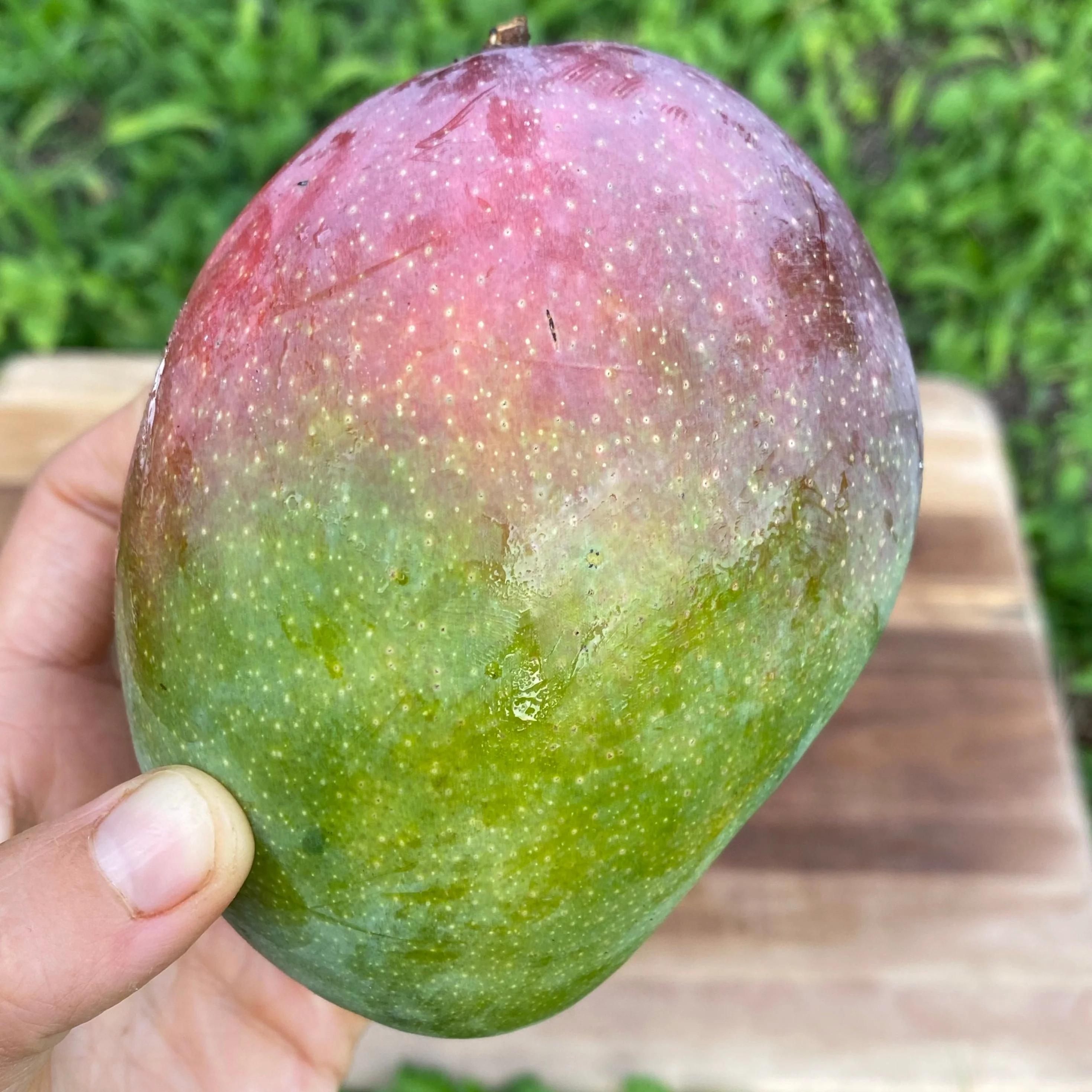 Fruit Punch Mango *Pre-Order* - Image 6