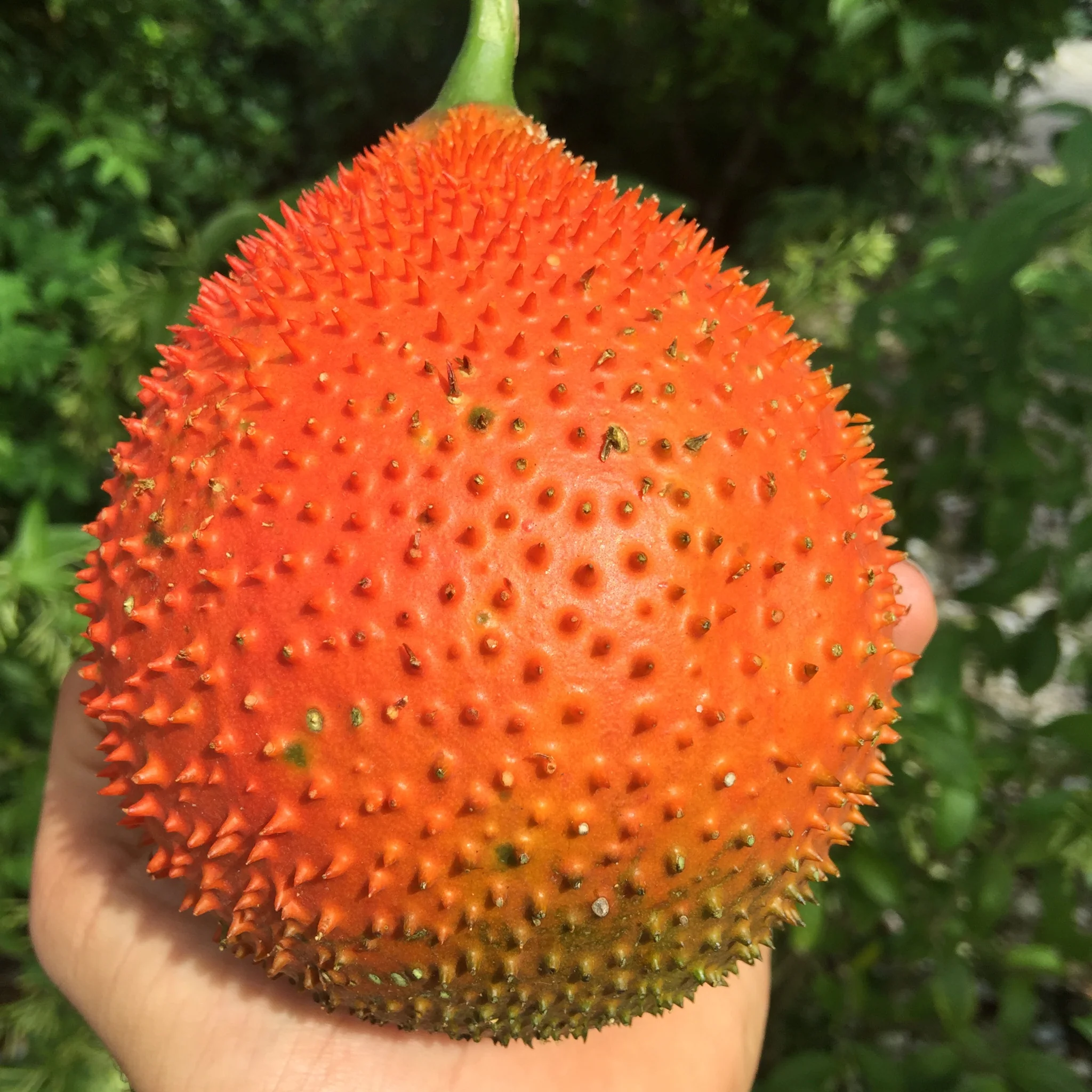 Gac Fruit *Pre-Order* - Image 4