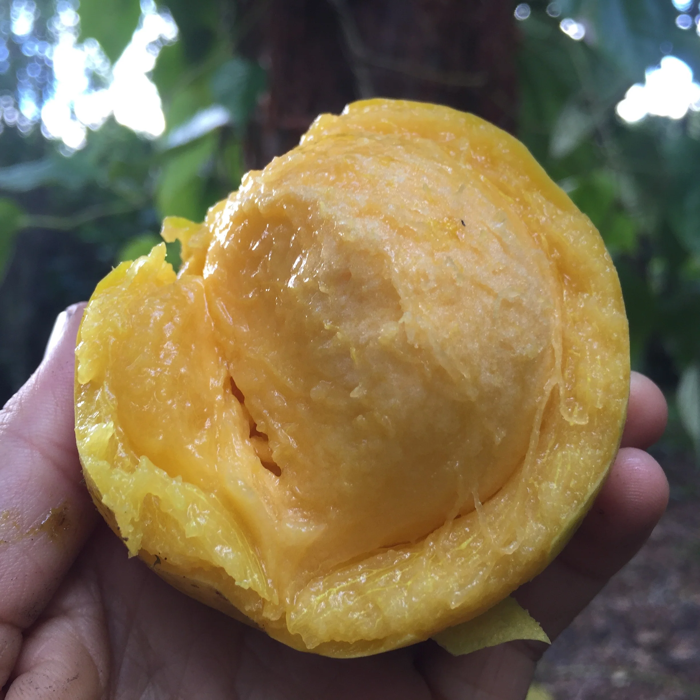 Gamboge (Lemon Mangosteen) *Pre-Order* - Image 14