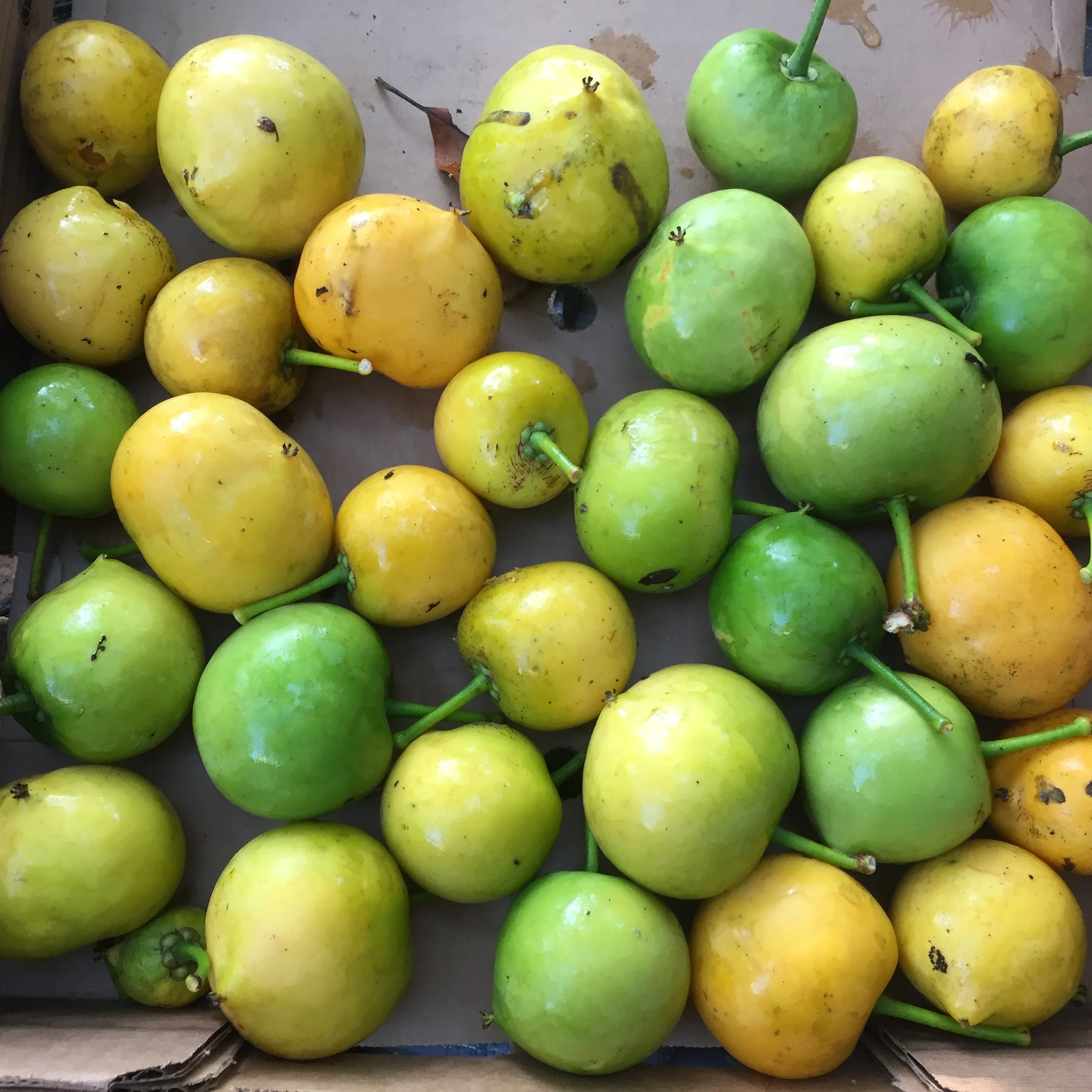 Gamboge (Lemon Mangosteen) *Pre-Order* - Image 5