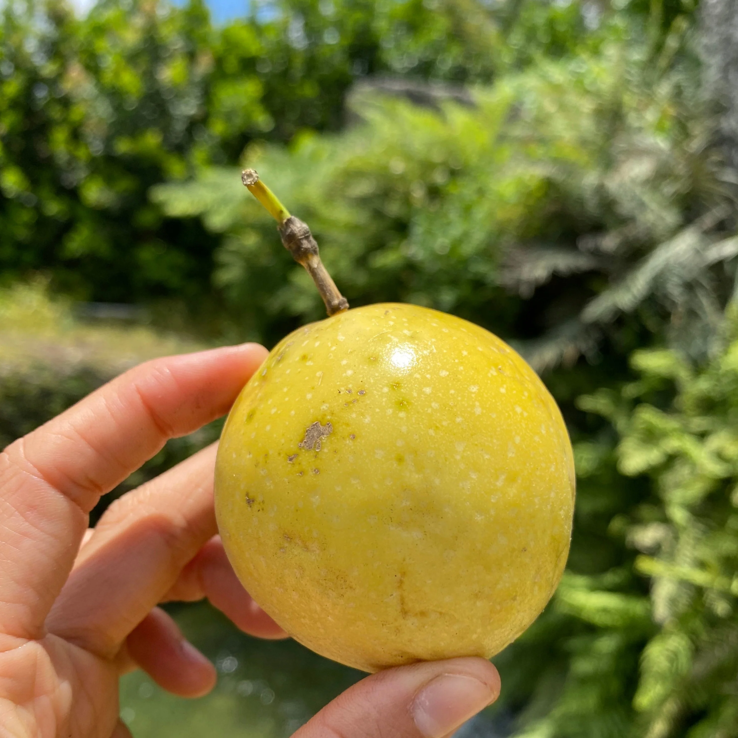Golden Passionfruit (Lilikoi) *Pre-Order* - Image 10