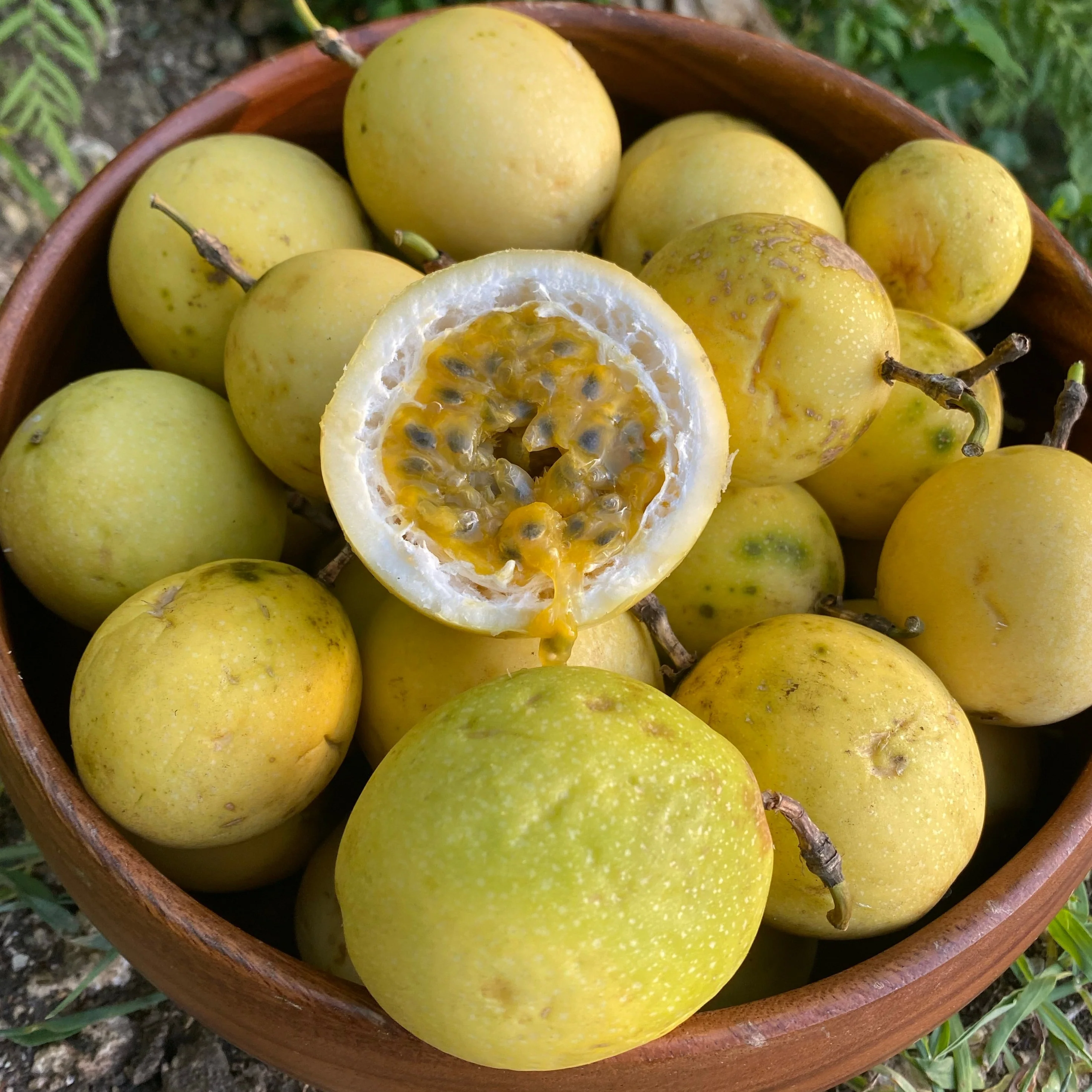 Golden Passionfruit (Lilikoi) *Pre-Order* - Image 15