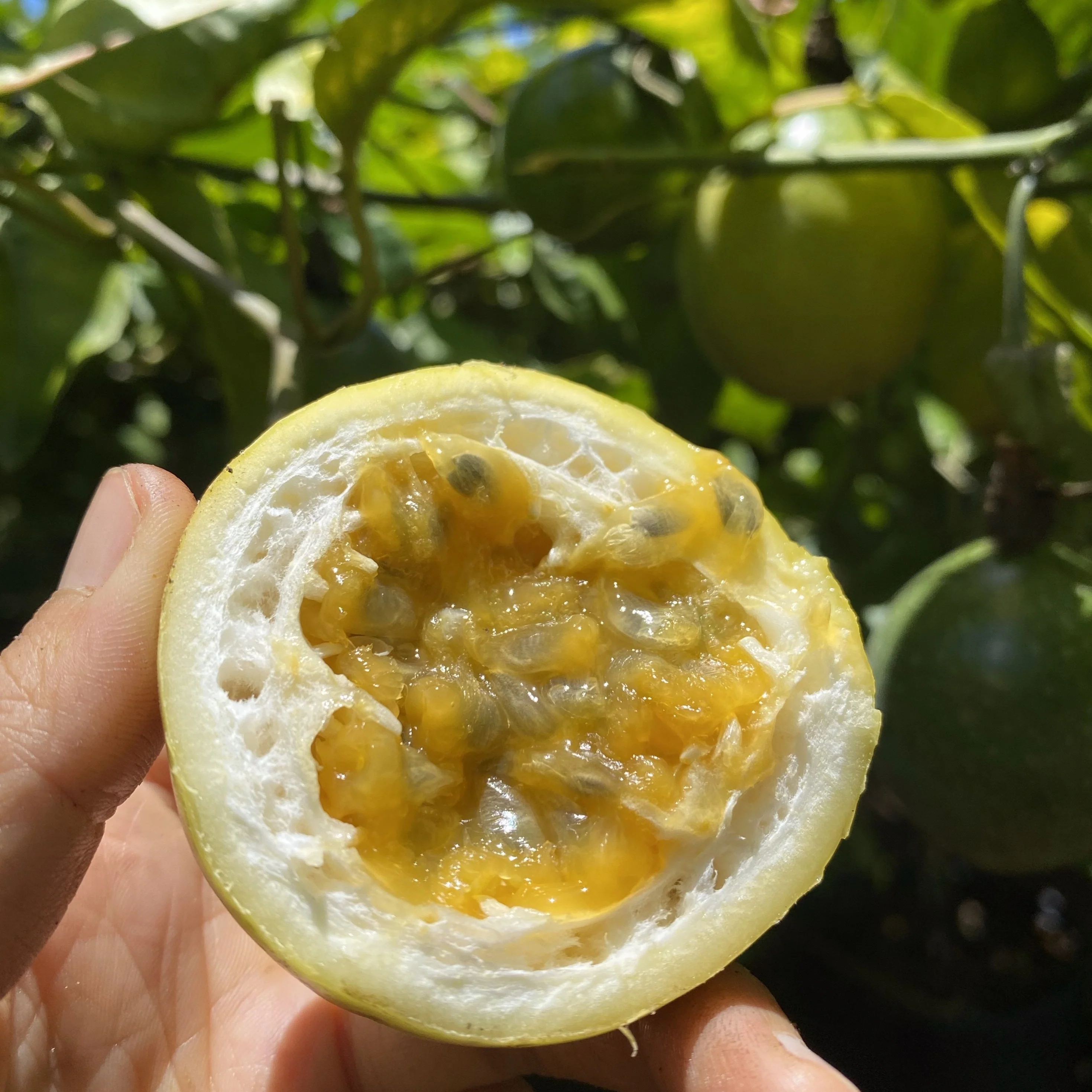 Golden Passionfruit (Lilikoi) *Pre-Order* - Image 6