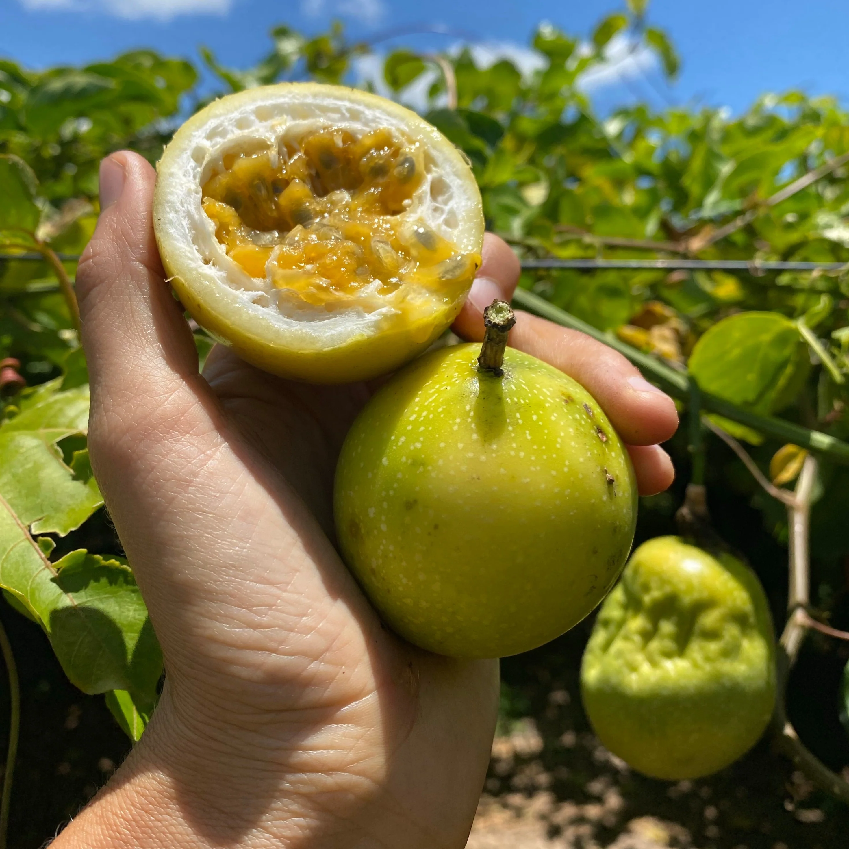 Golden Passionfruit (Lilikoi) *Pre-Order* - Image 7