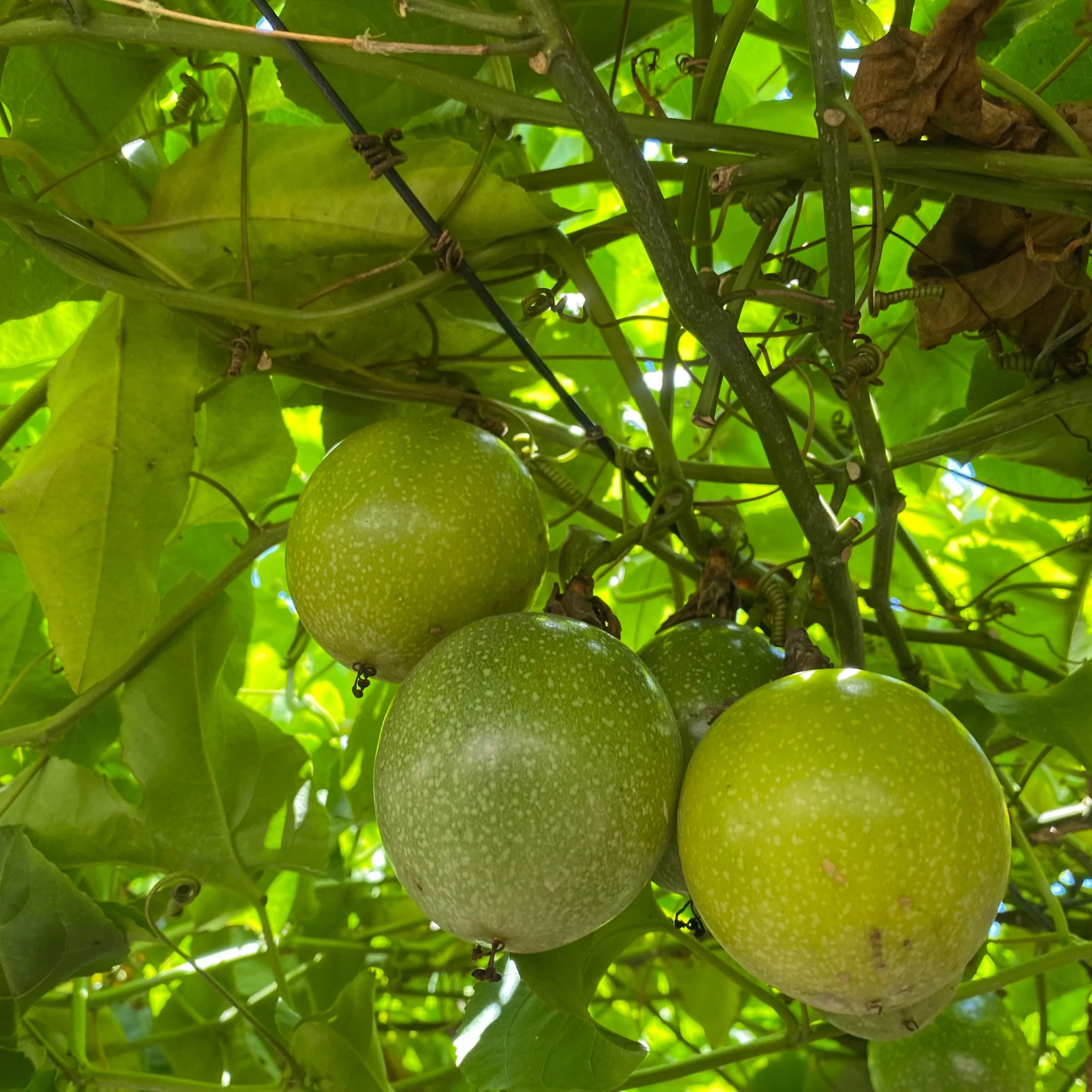 Golden Passionfruit (Lilikoi) *Pre-Order* - Image 8