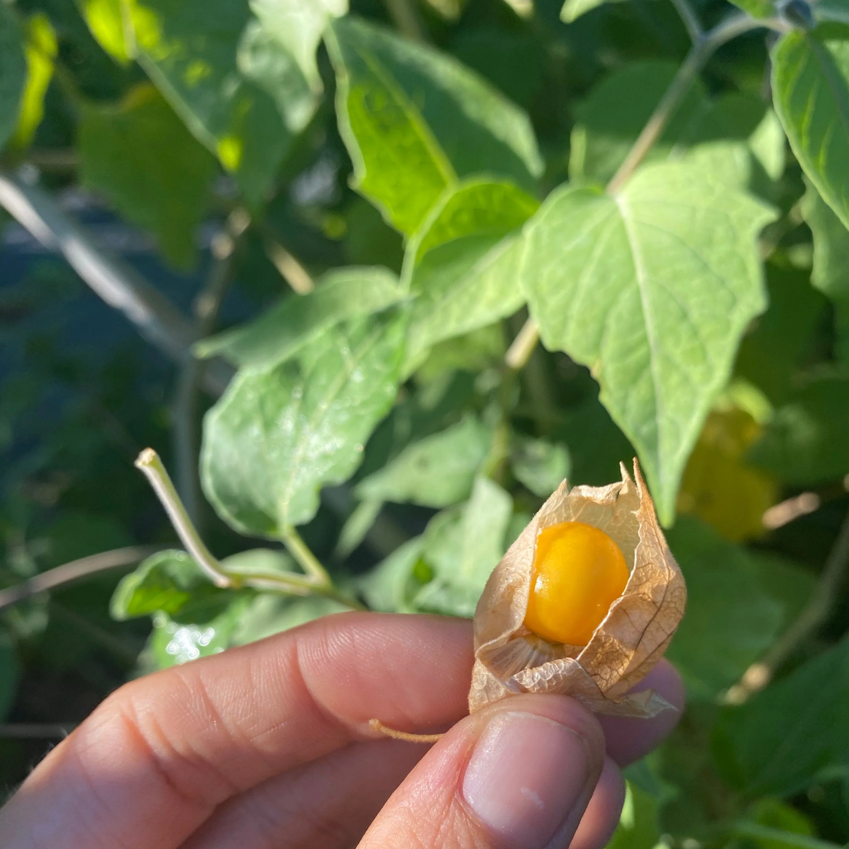 Goldenberry (Peruvian Groundcherry) - Image 10