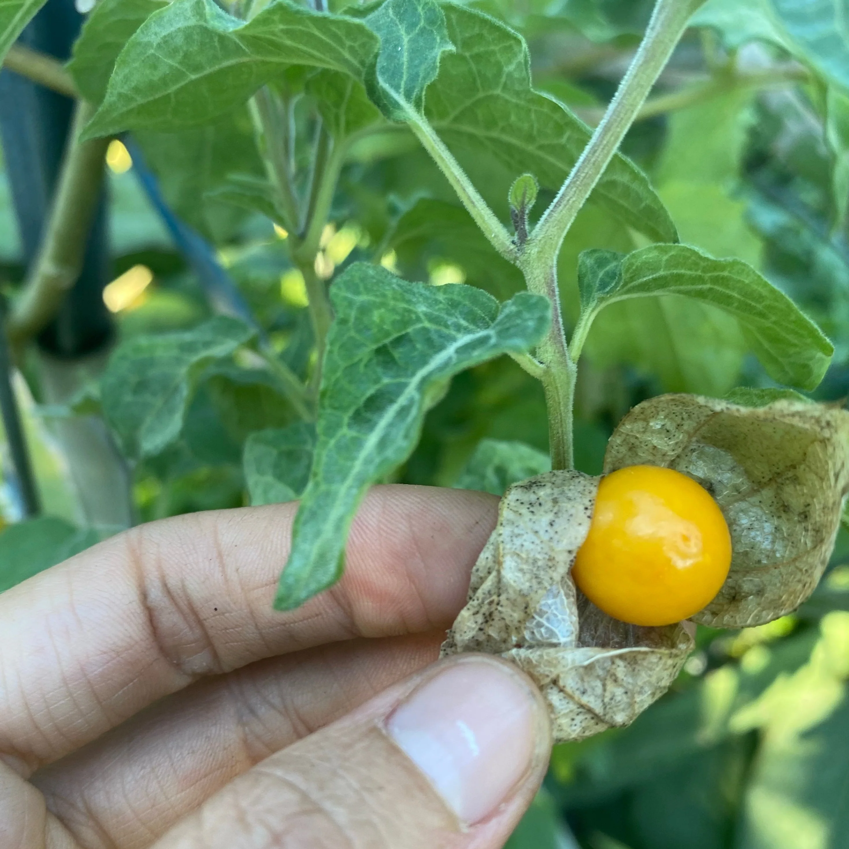 Goldenberry (Peruvian Groundcherry) - Image 13
