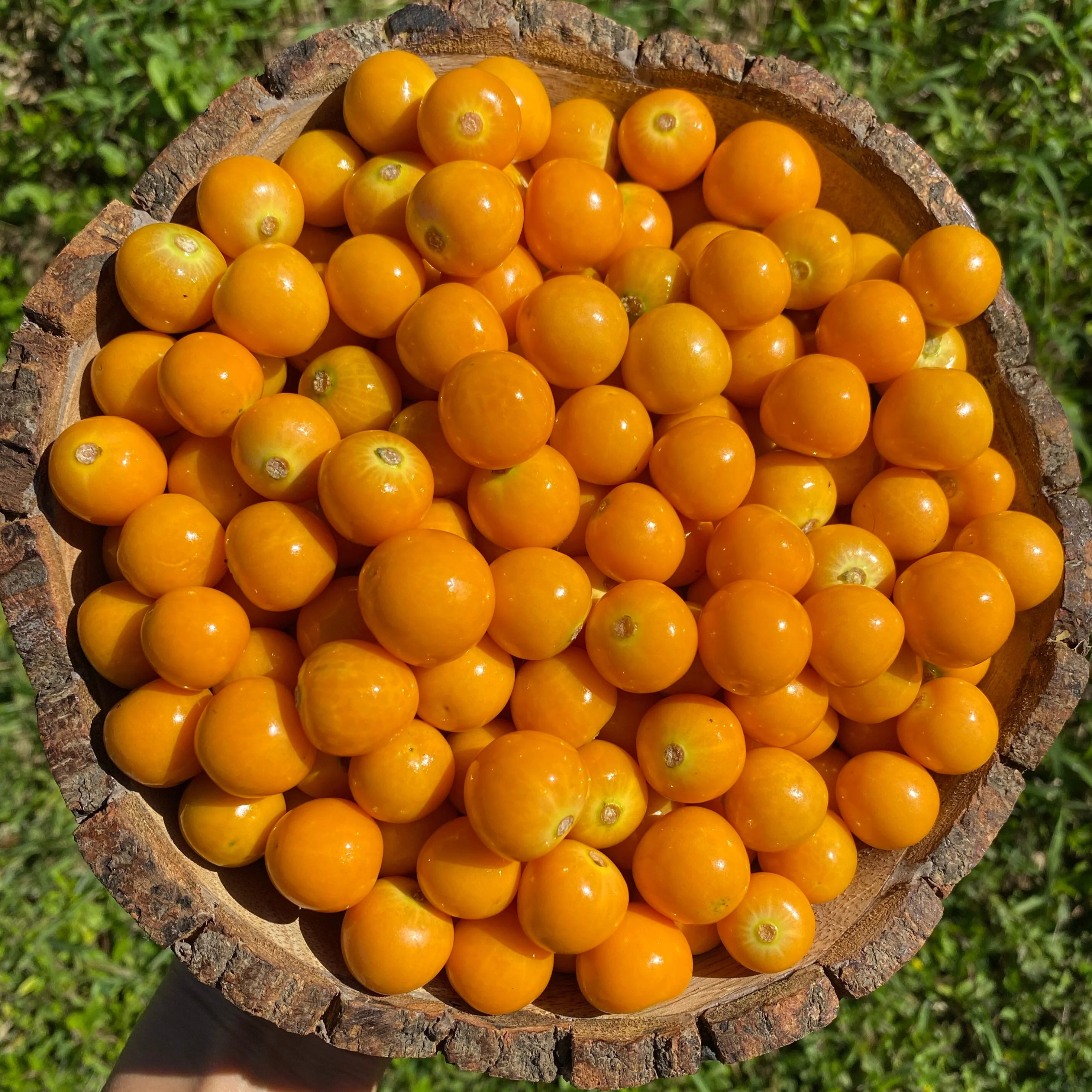 Goldenberry (Peruvian Groundcherry) - Image 14