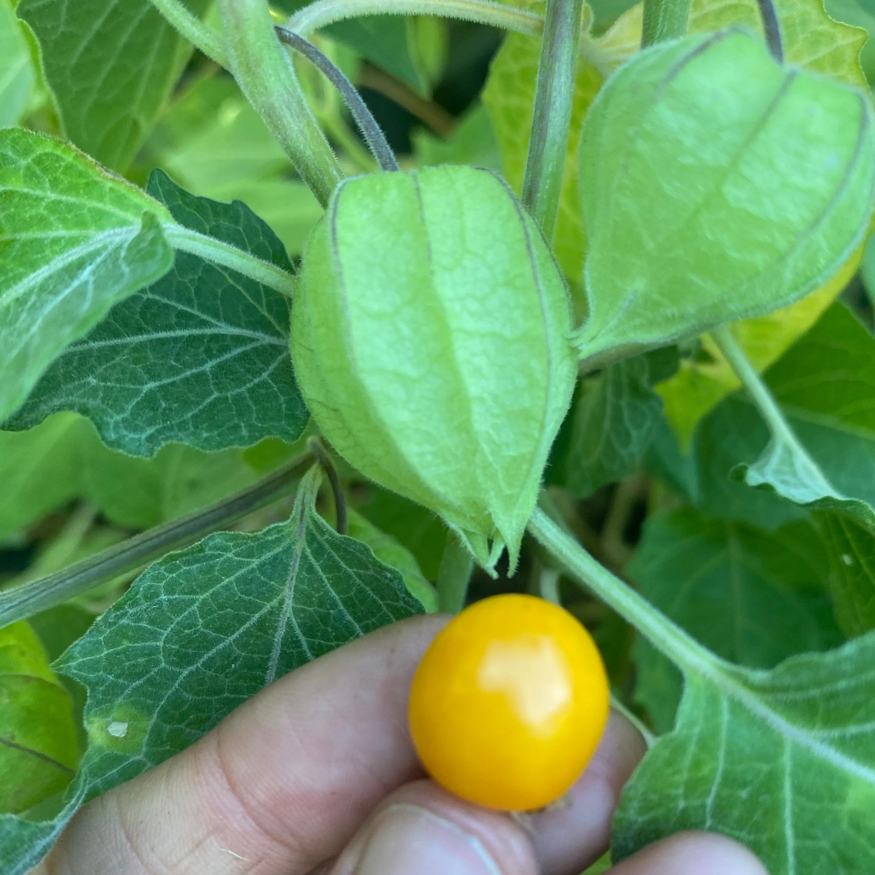 Goldenberry (Peruvian Groundcherry) - Image 15