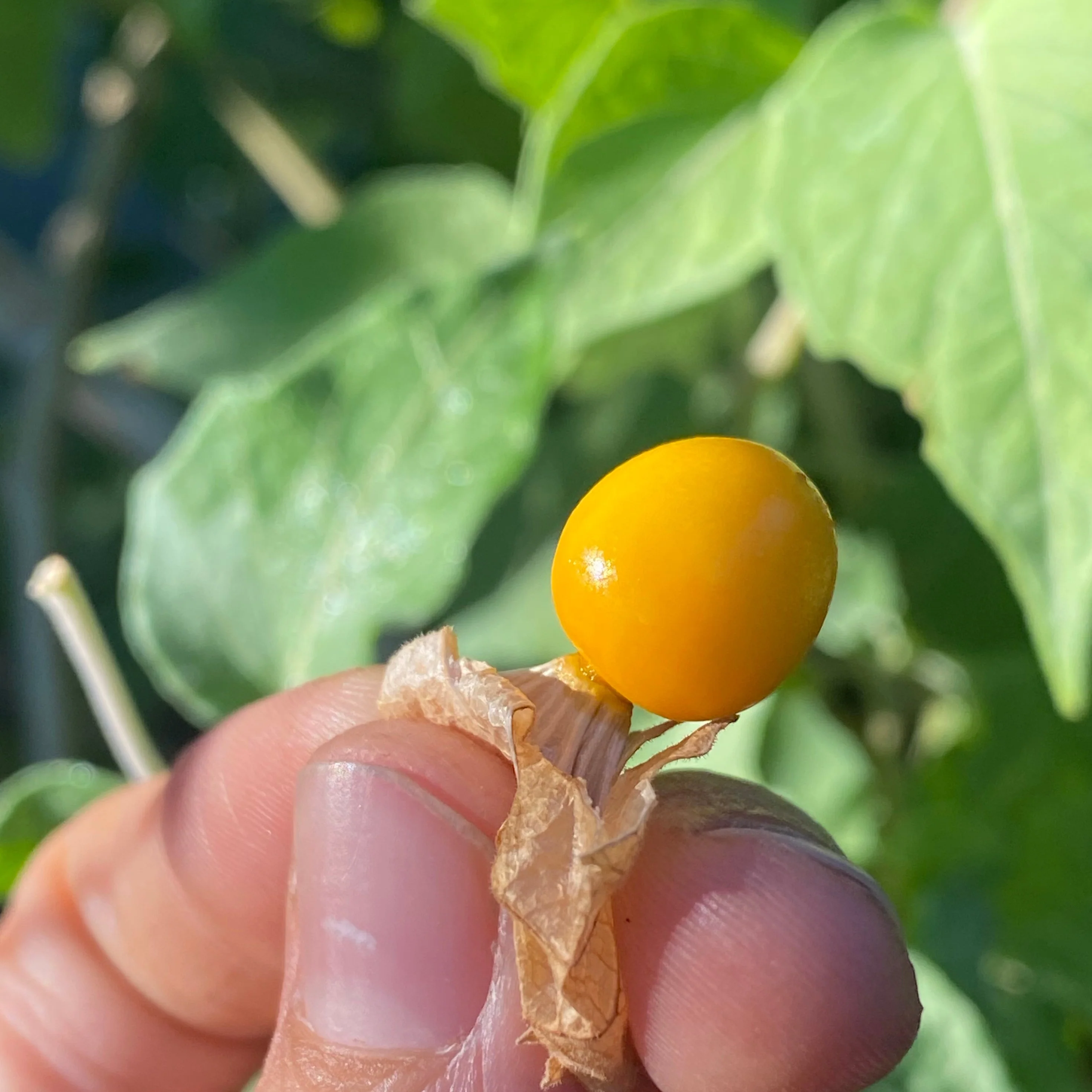 Goldenberry (Peruvian Groundcherry) - Image 16