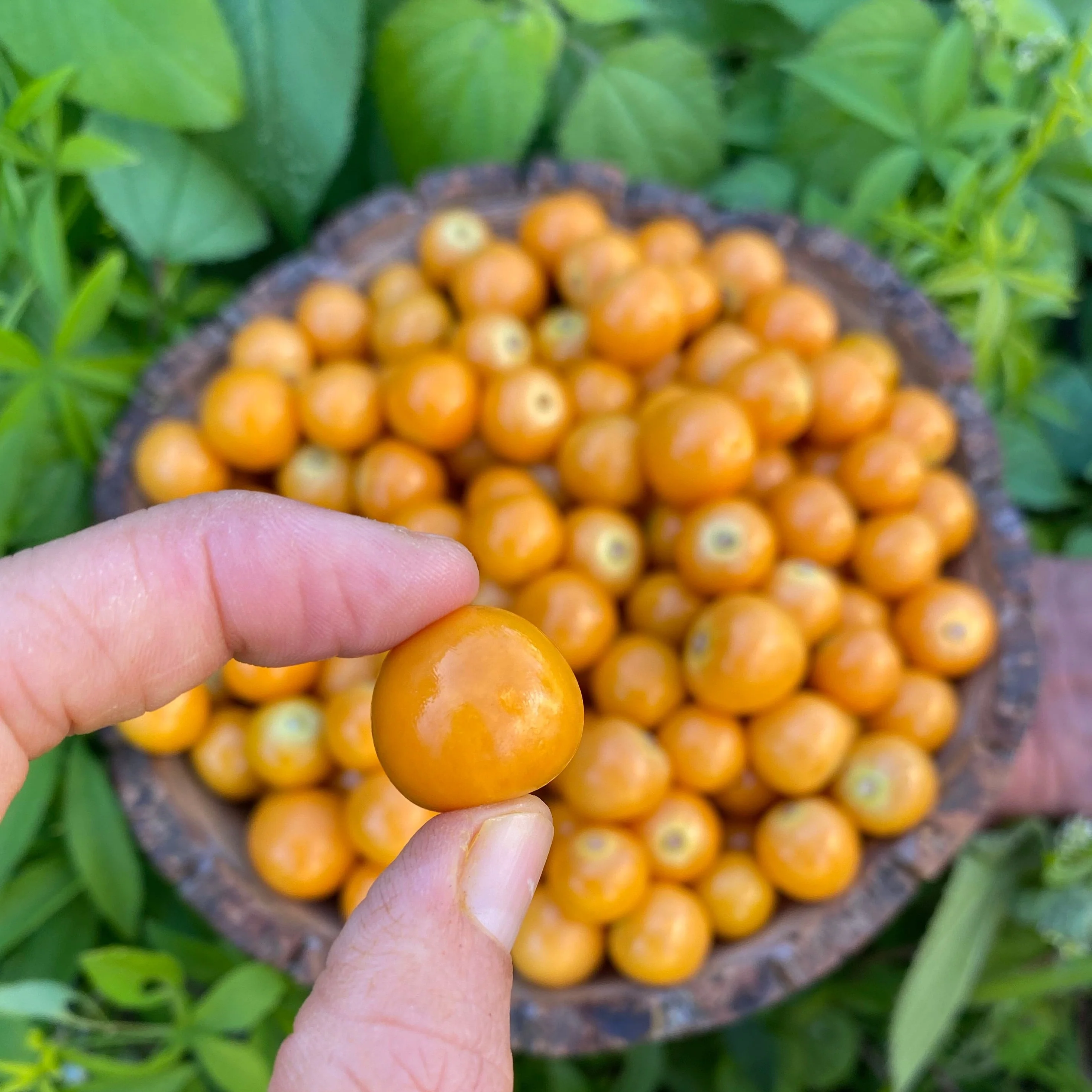 Goldenberry (Peruvian Groundcherry) - Image 17