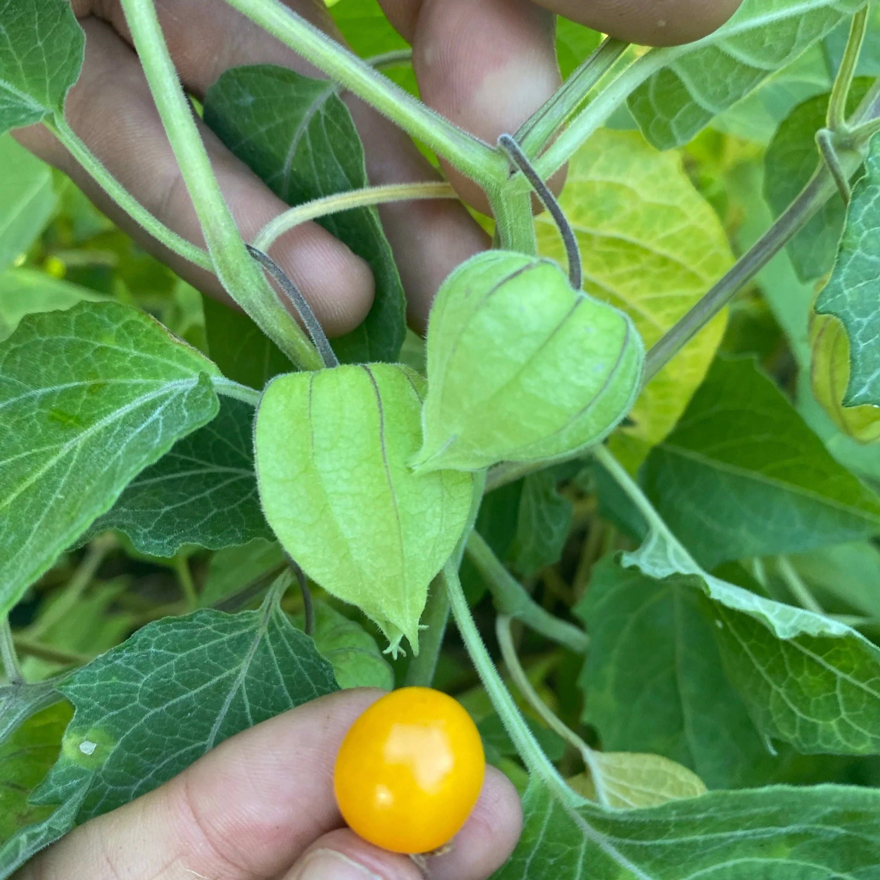 Goldenberry (Peruvian Groundcherry) - Image 18