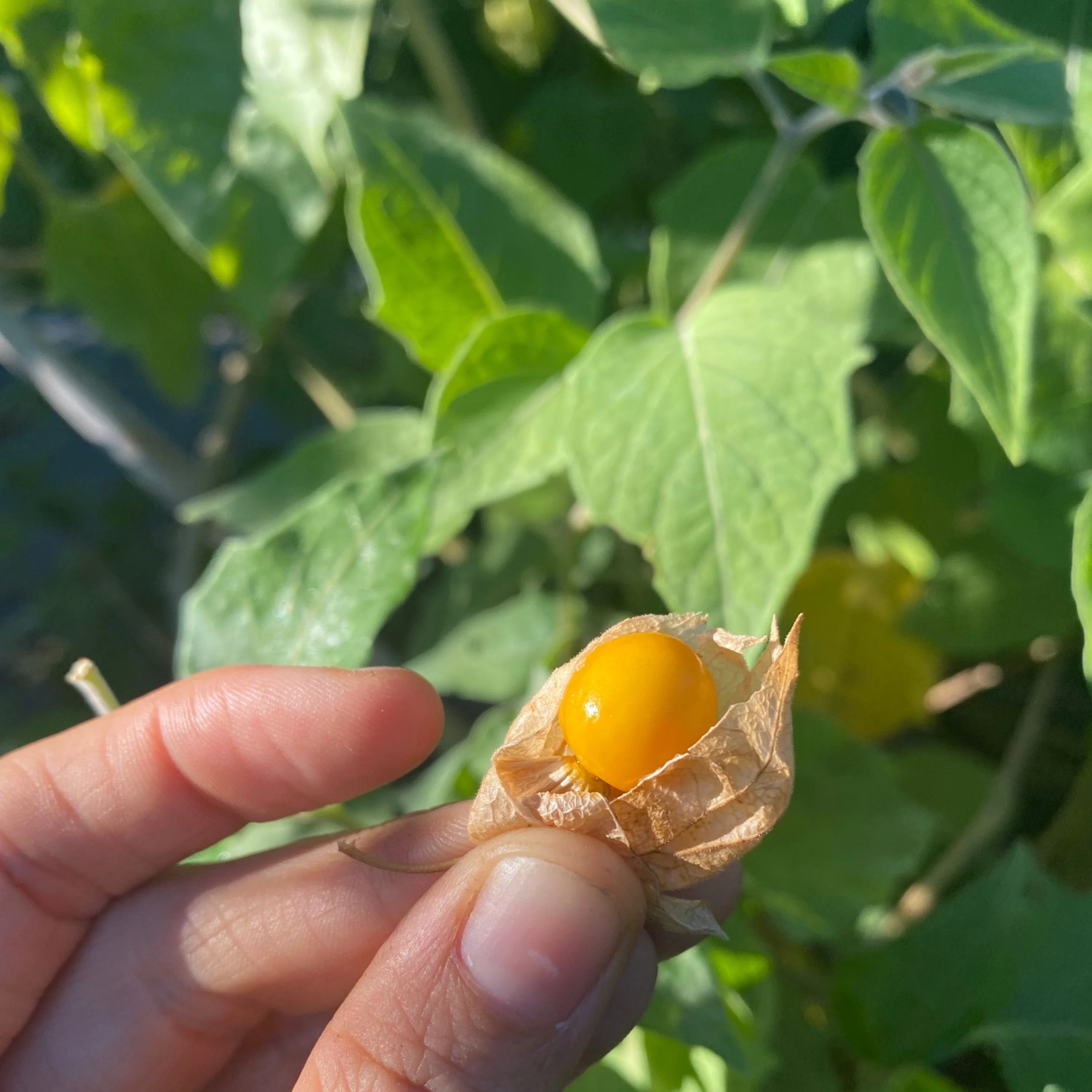 Goldenberry (Peruvian Groundcherry) - Image 19