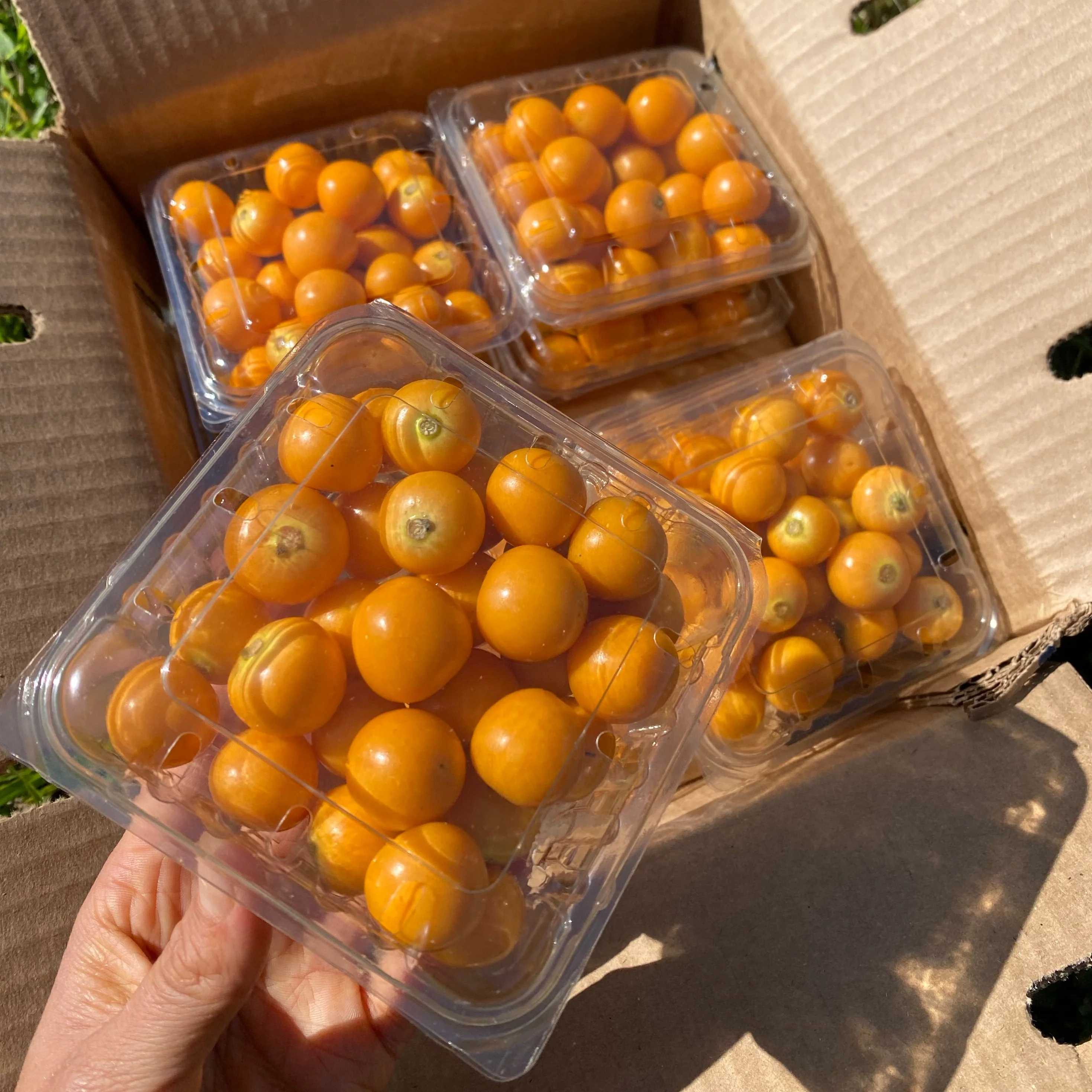 Goldenberry (Peruvian Groundcherry) - Image 4
