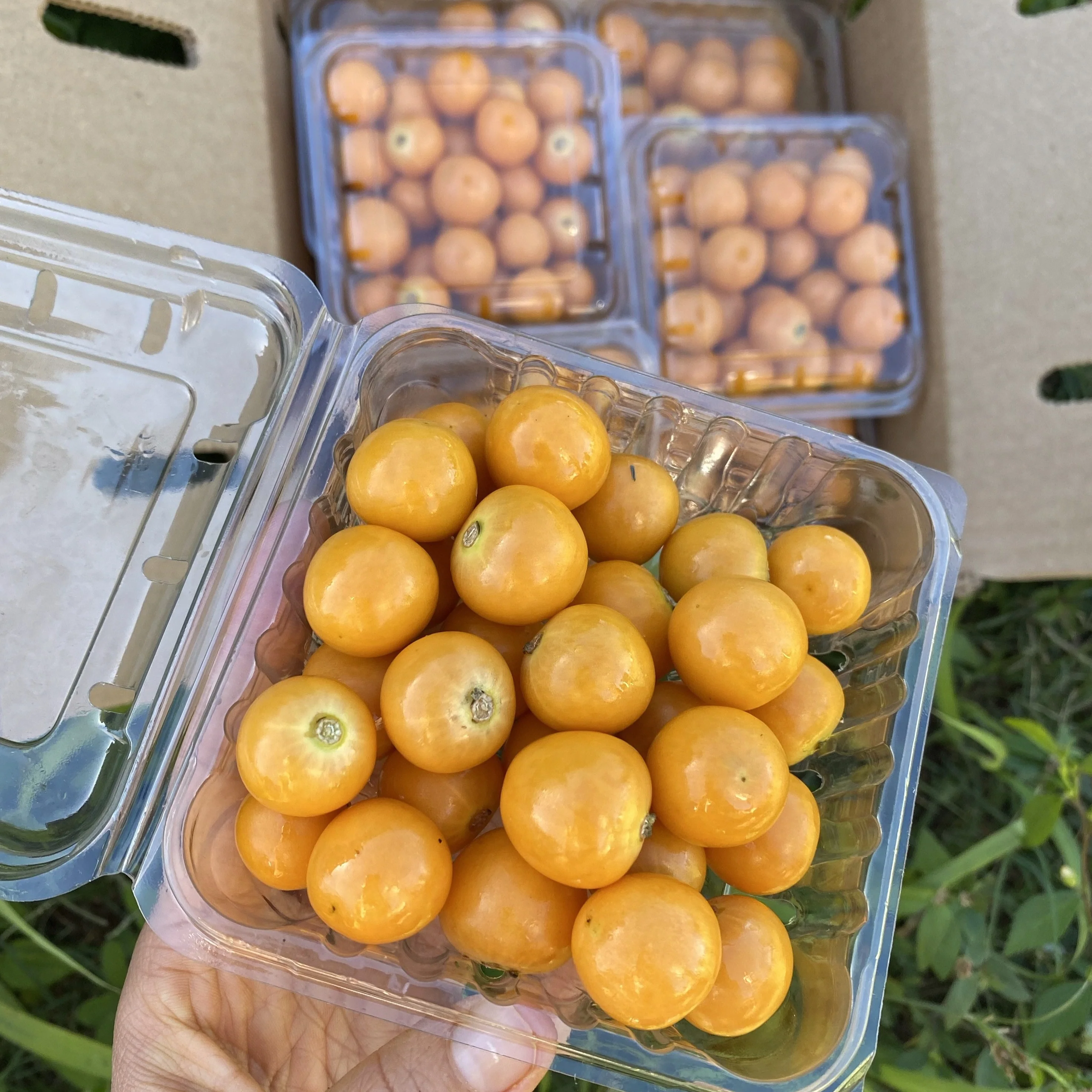 Goldenberry (Peruvian Groundcherry) - Image 5