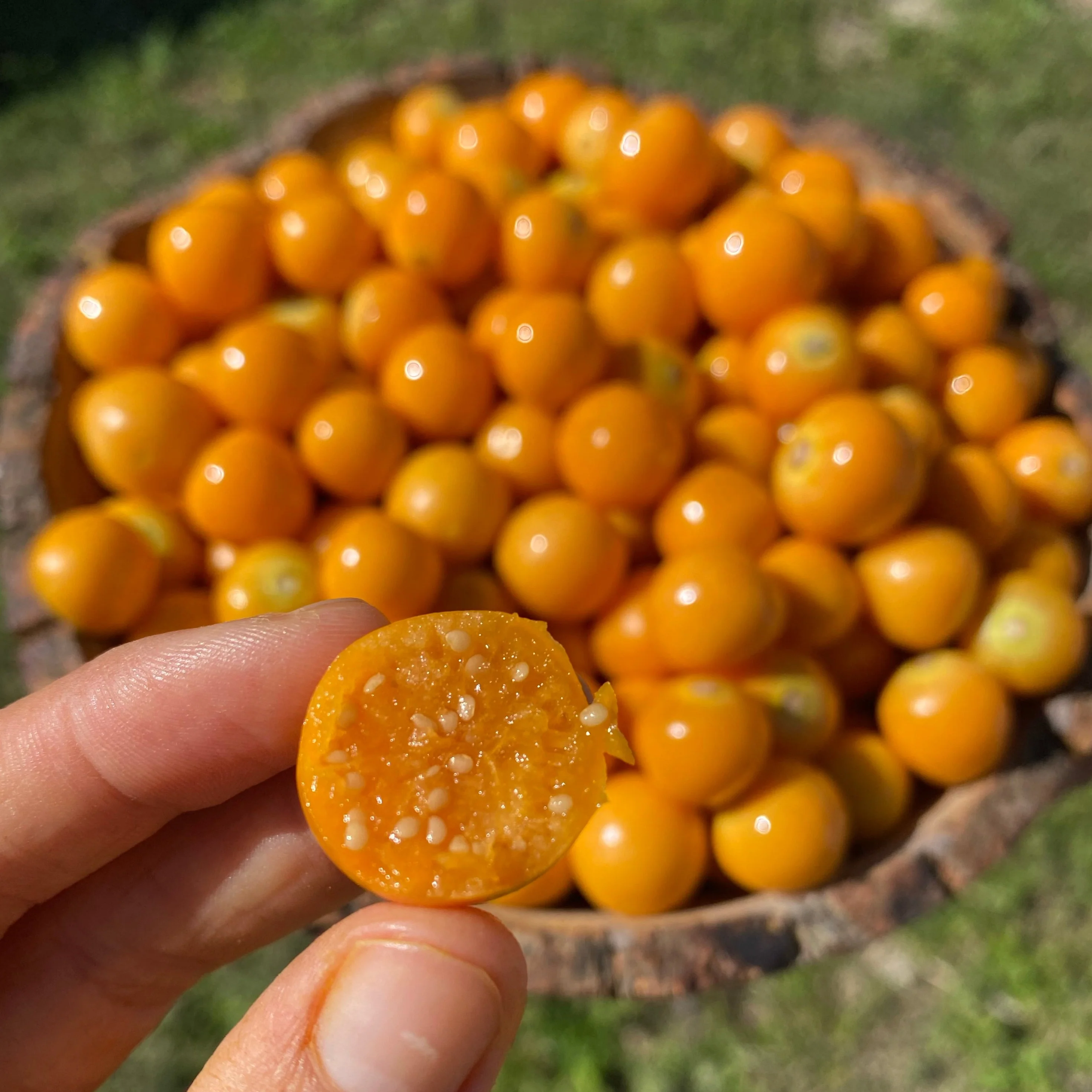 Goldenberry (Peruvian Groundcherry) - Image 6