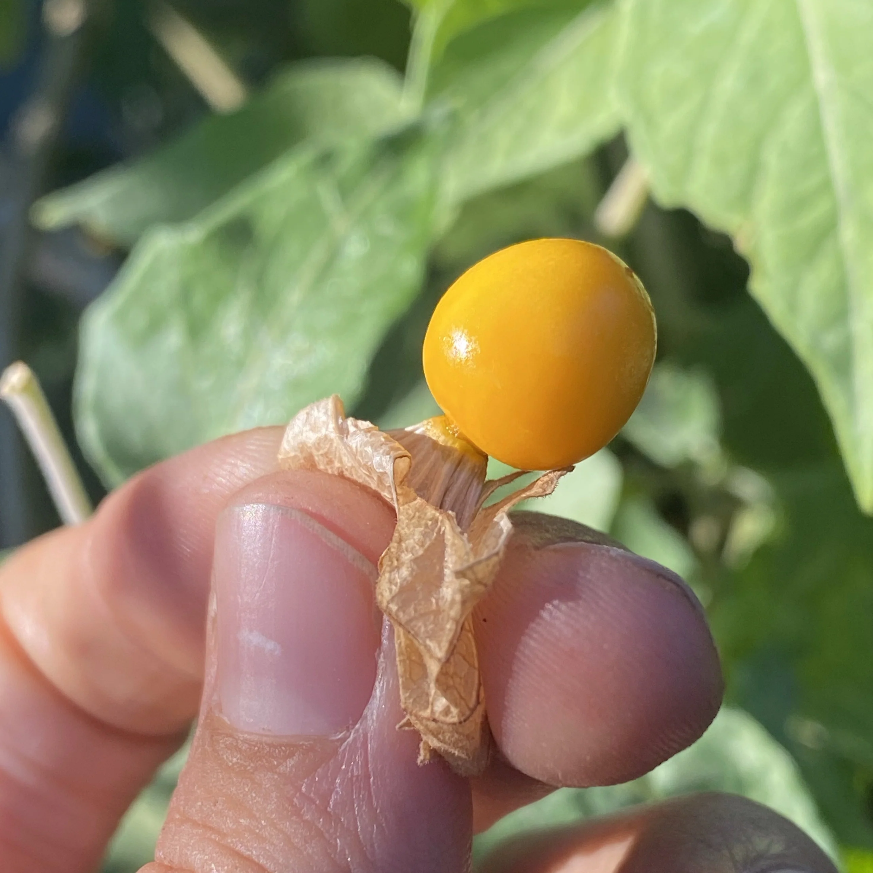 Goldenberry (Peruvian Groundcherry) - Image 7