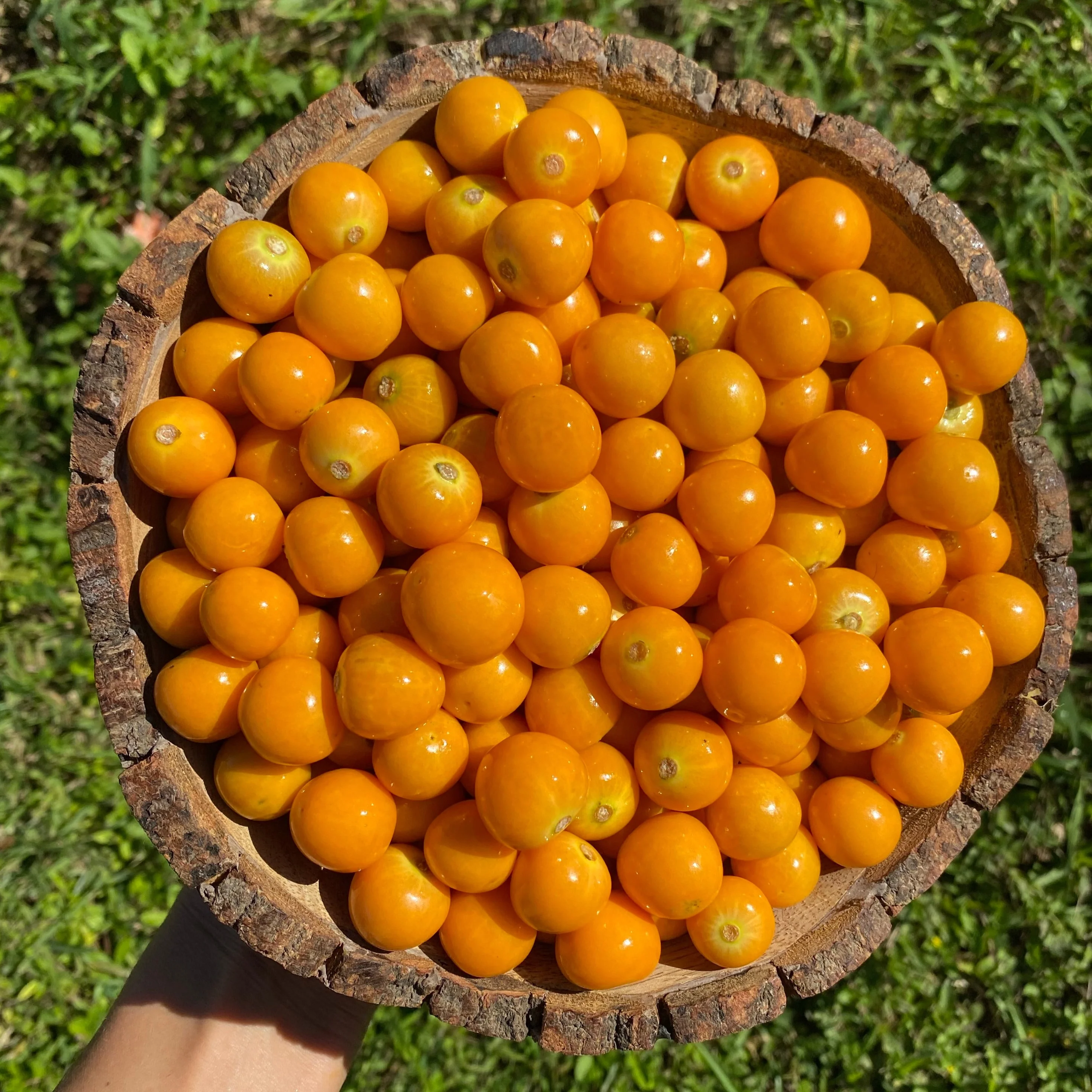 Goldenberry (Peruvian Groundcherry) - Image 9
