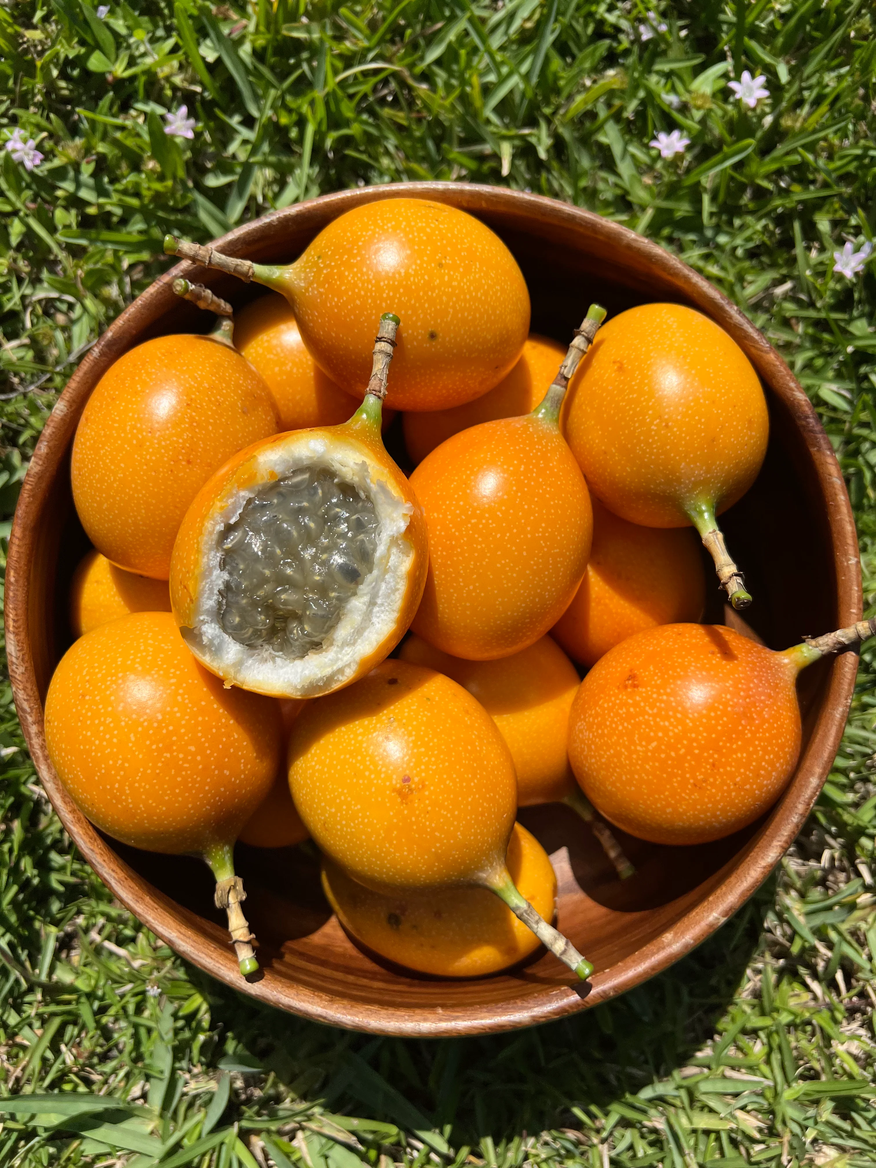 Granadilla *Pre-Order* - Image 6