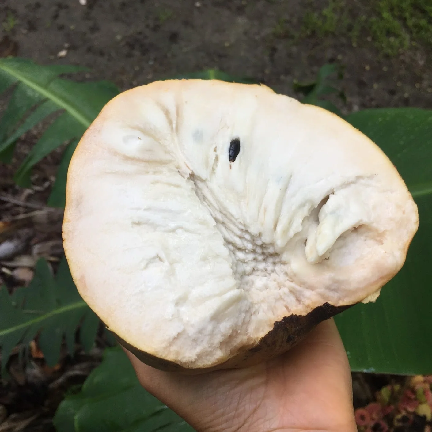 Green Custard Apple *Pre-Order* - Image 6