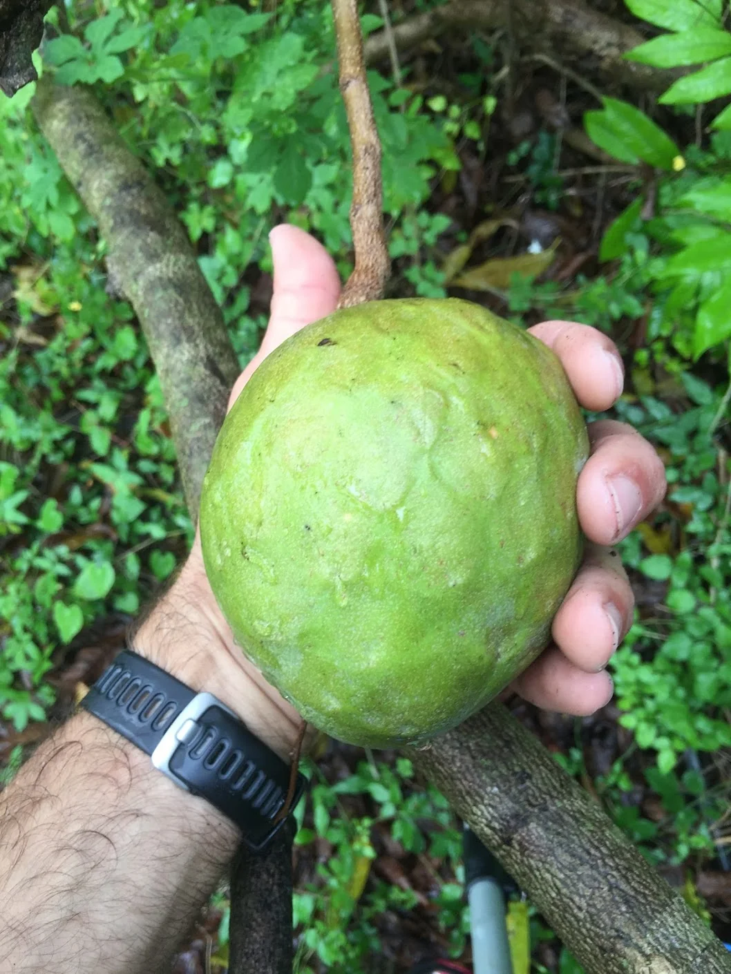 Green Custard Apple *Pre-Order* - Image 8