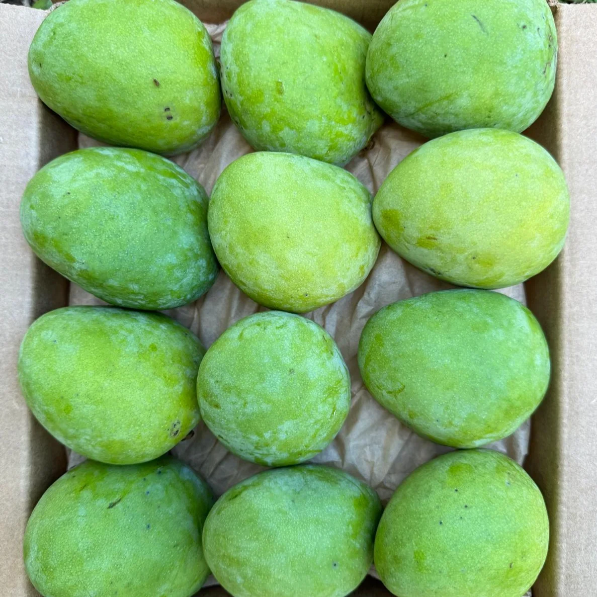 Baby Green (Unripe) Mango *Pre-Order* - Image 2