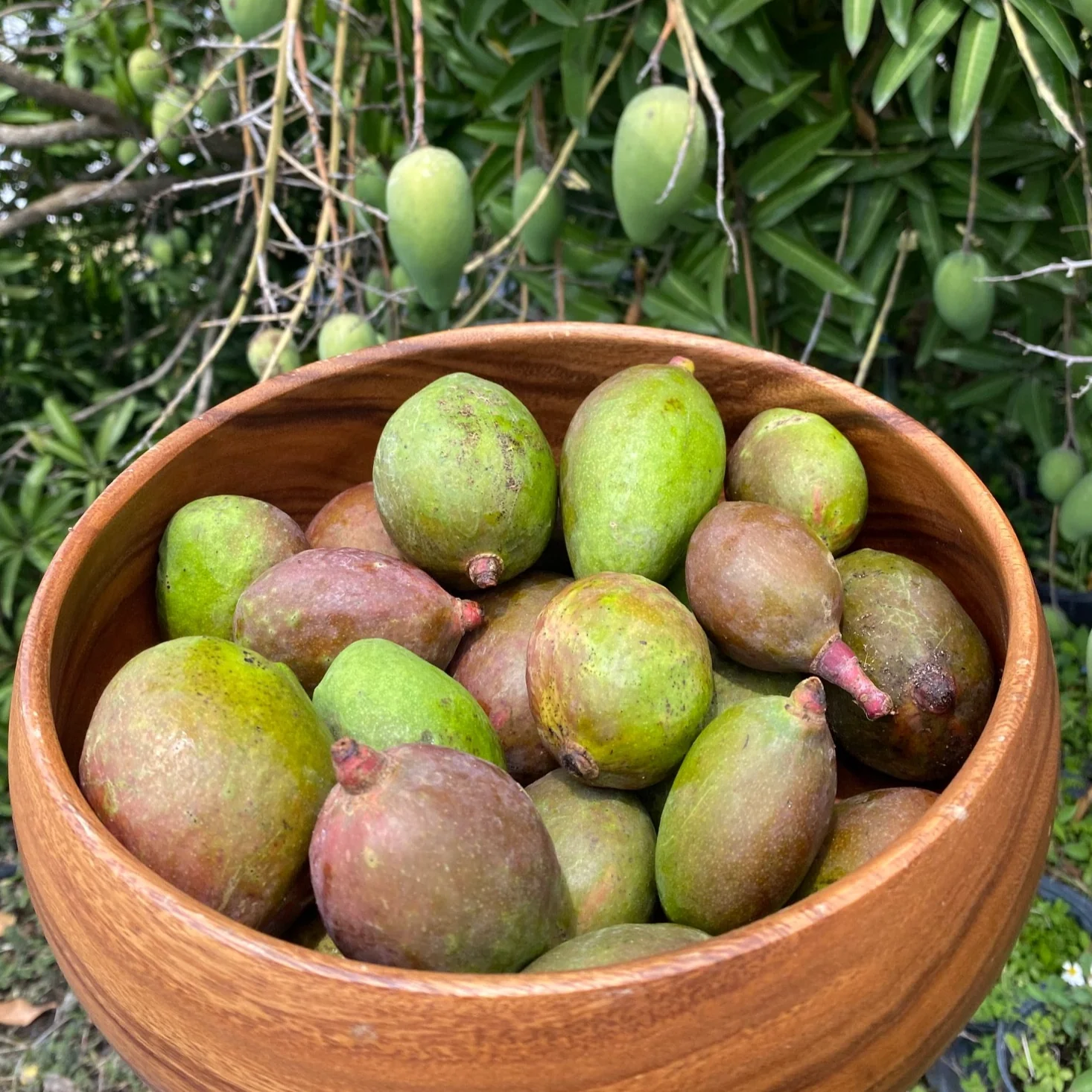 Baby Green (Unripe) Mango *Pre-Order* - Image 5