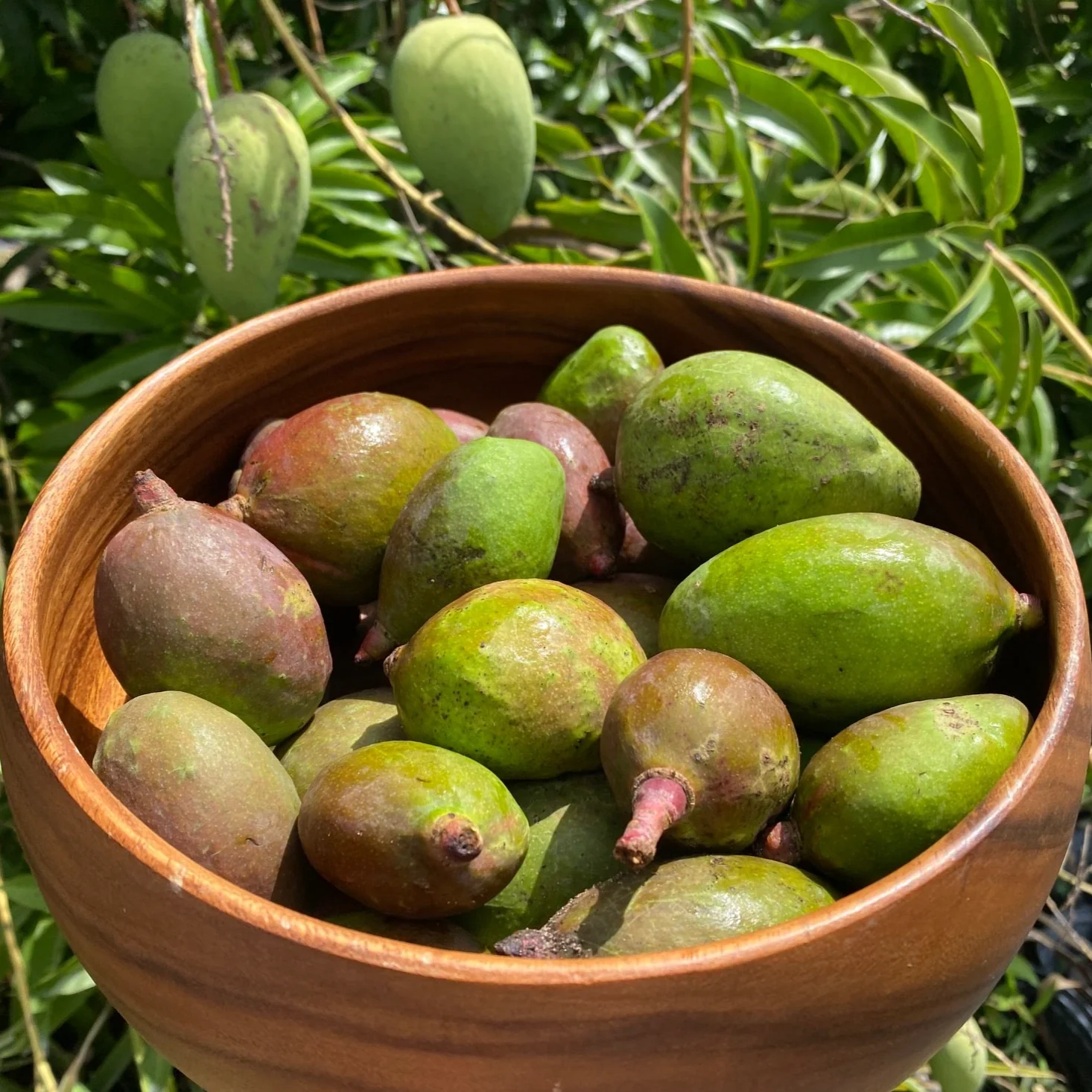 Baby Green (Unripe) Mango *Pre-Order* - Image 6