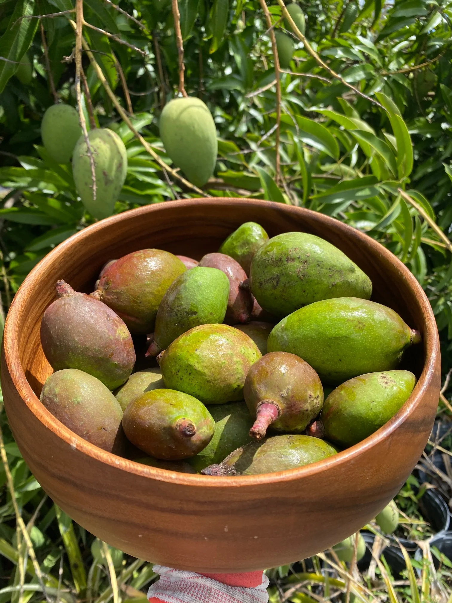 Baby Green (Unripe) Mango *Pre-Order* - Image 8