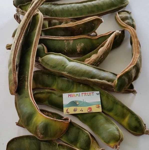 Ice Cream Bean *Pre-Order* - Image 3
