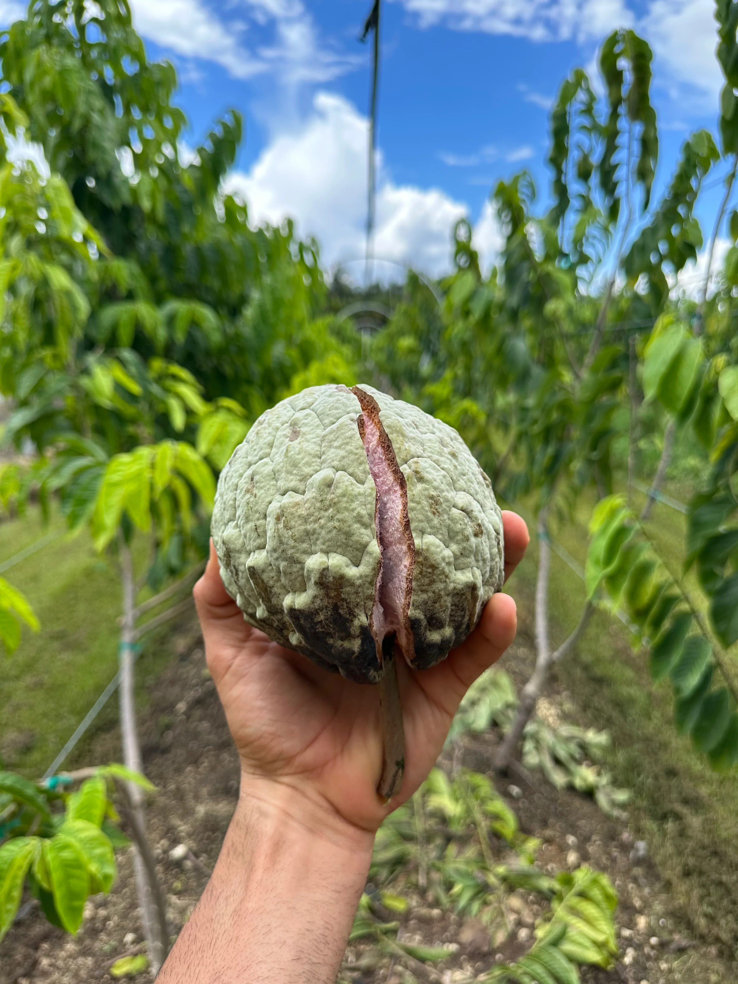 Ilama Seeds - (Annona Diversifolia) - Image 9