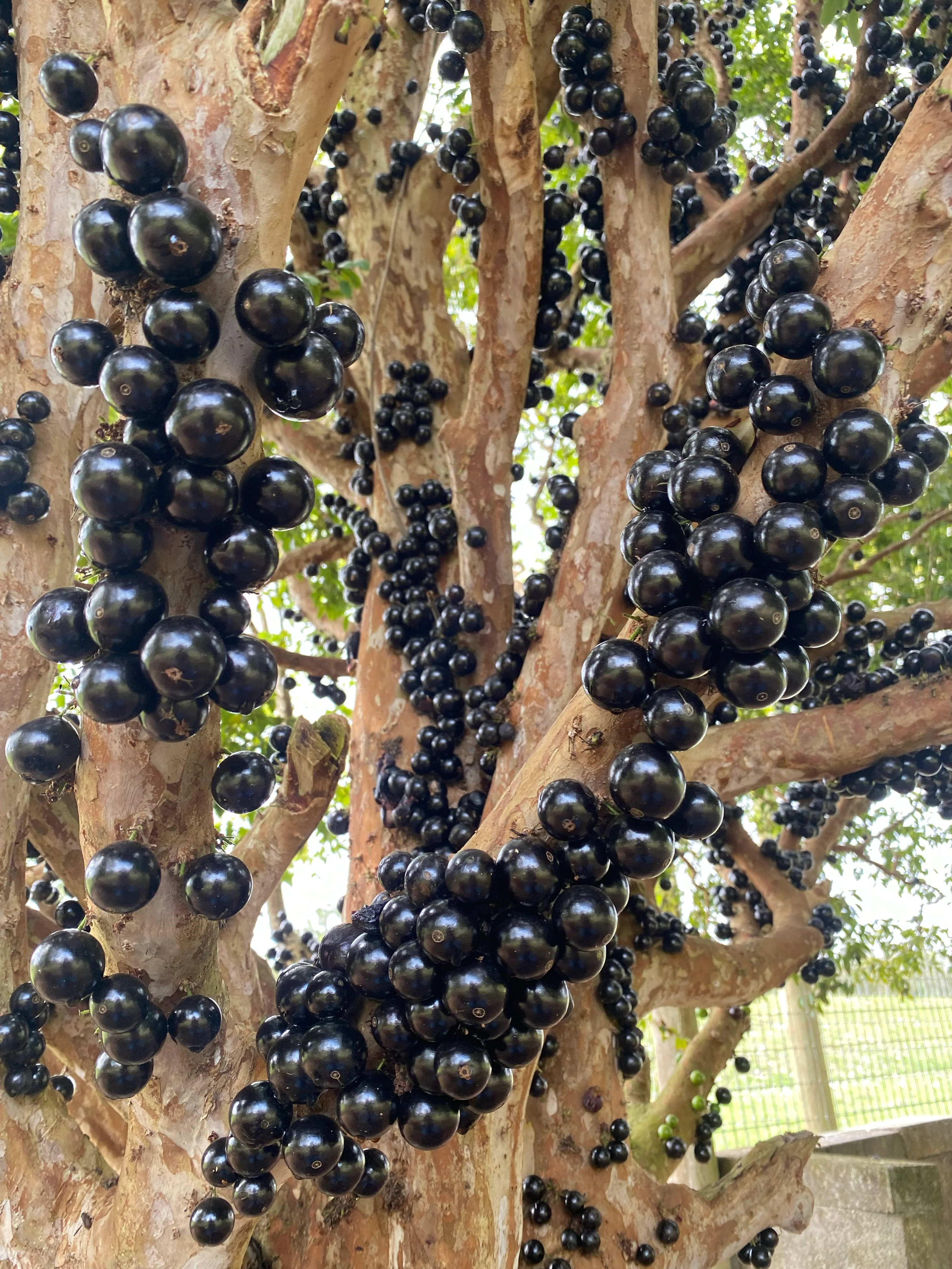 Jaboticaba *Pre-Order* - Image 14