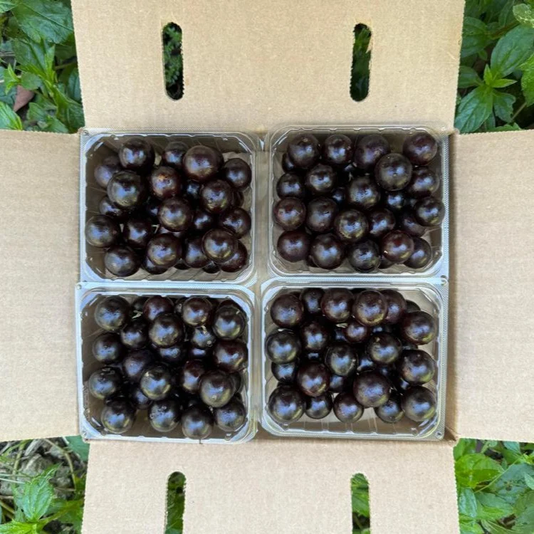 Jaboticaba *Pre-Order* - Image 4