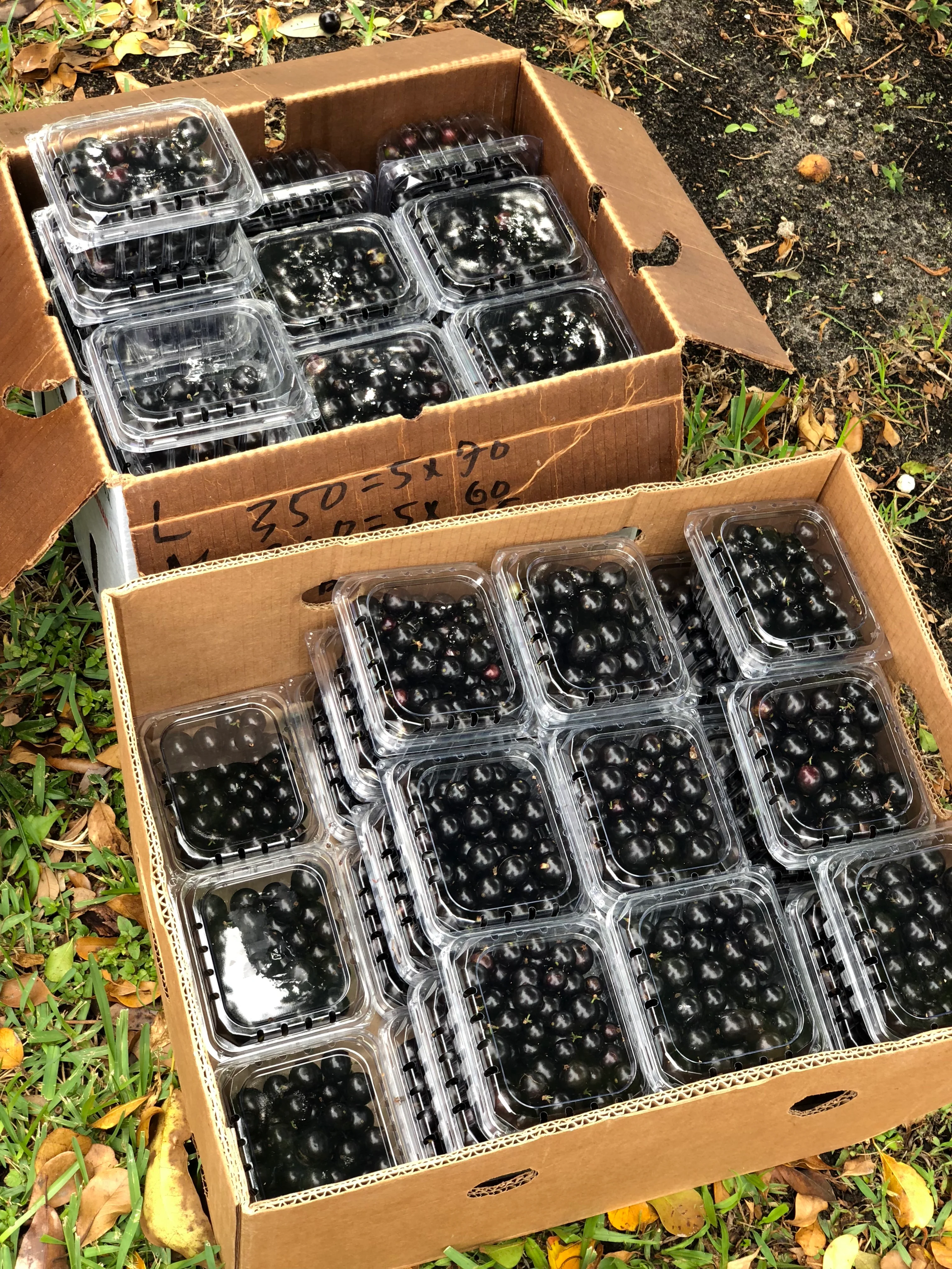 Jaboticaba *Pre-Order* - Image 5