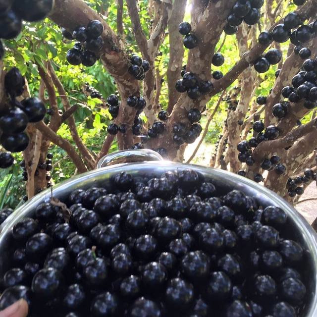 Jaboticaba *Pre-Order* - Image 6