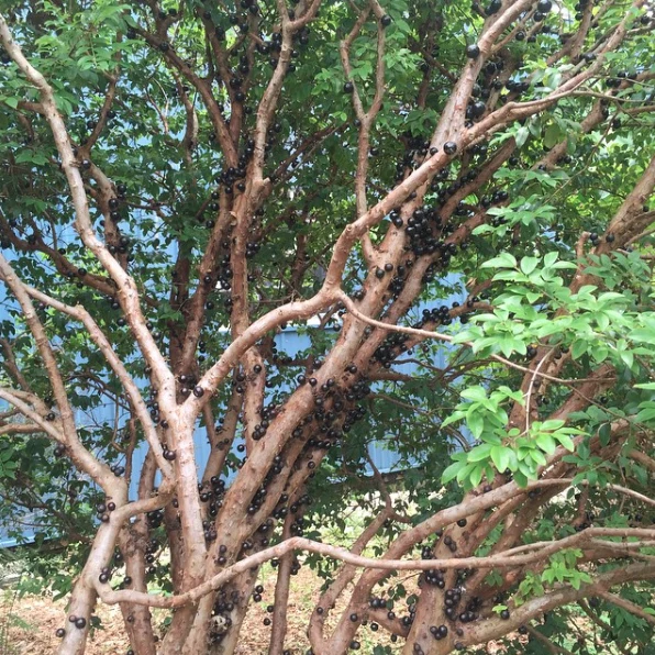 Jaboticaba *Pre-Order* - Image 7