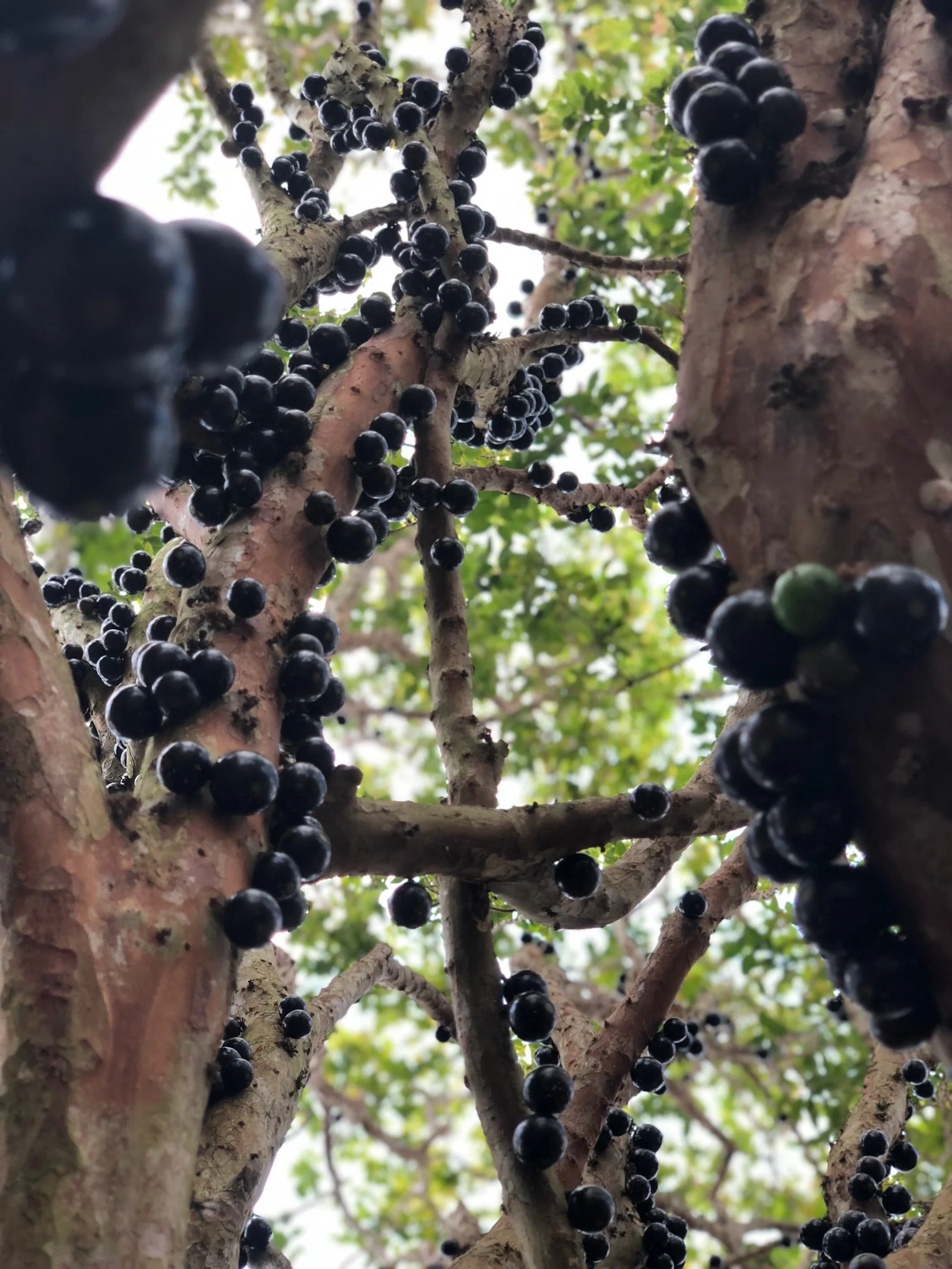 Jaboticaba *Pre-Order* - Image 8