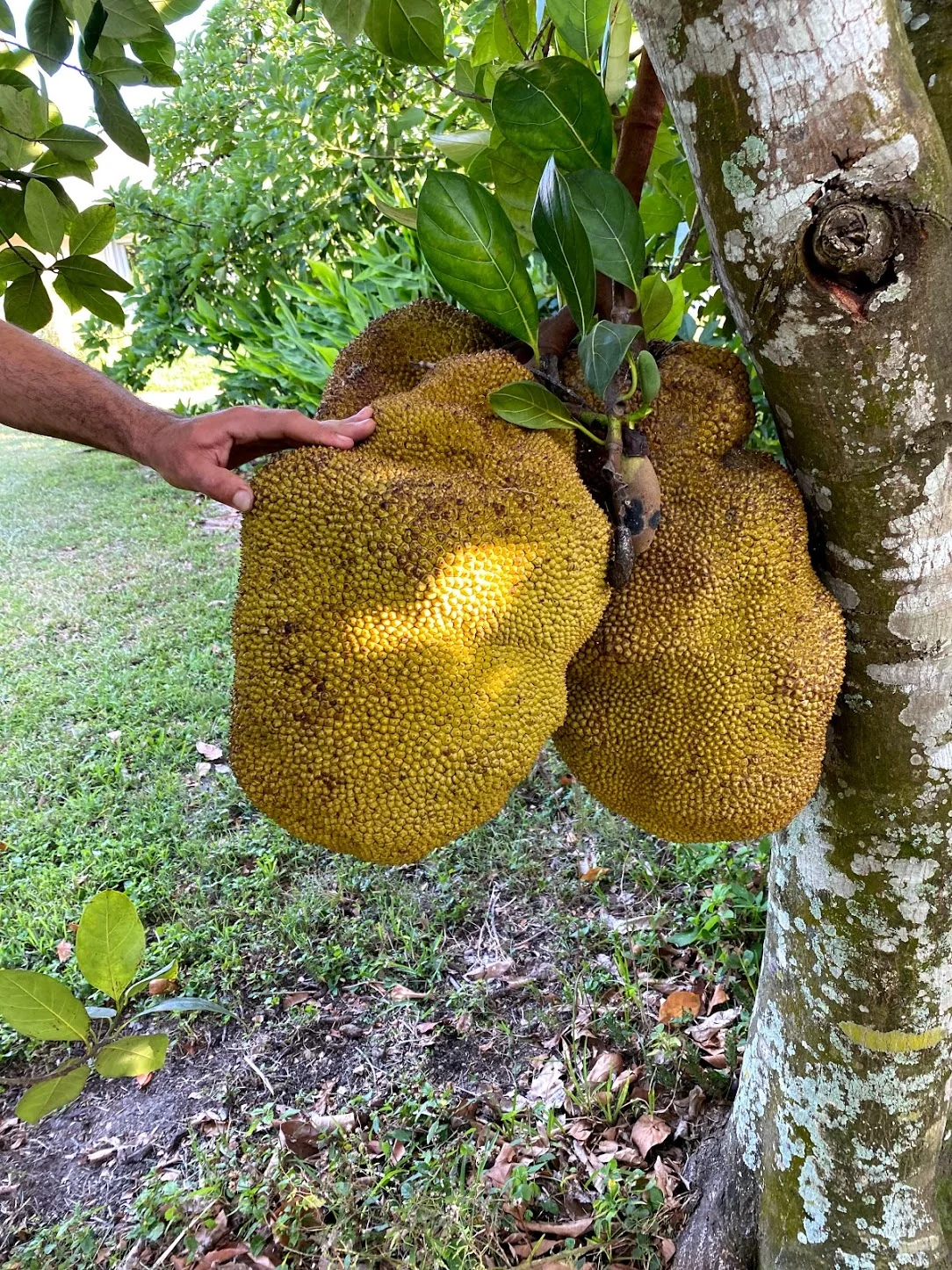 Jackfruit Box - Image 14