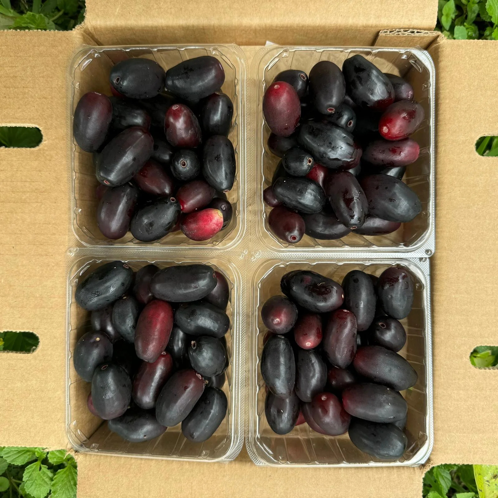Jamun (Java Plum) - Image 2