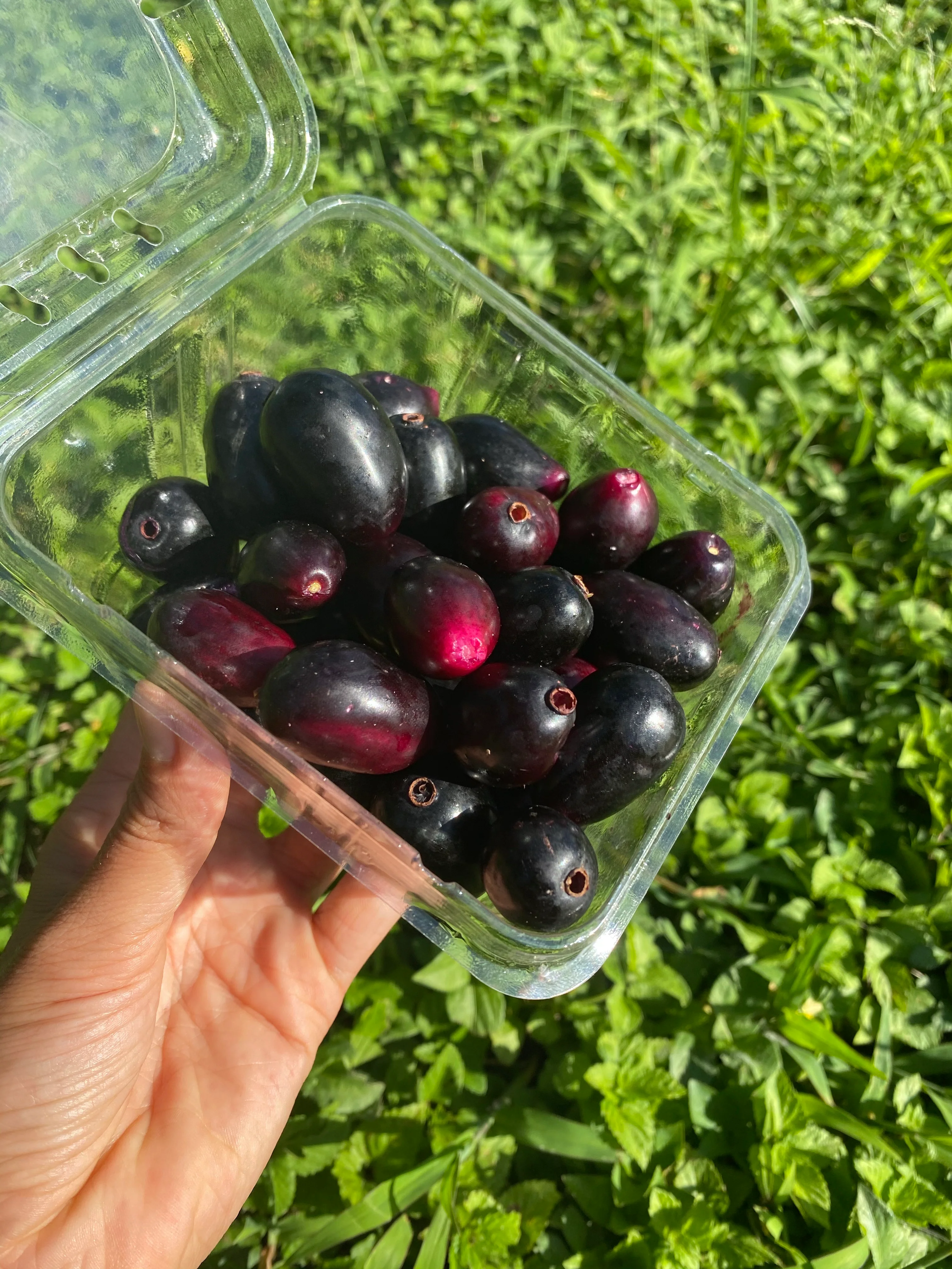 Jamun (Java Plum) - Image 9