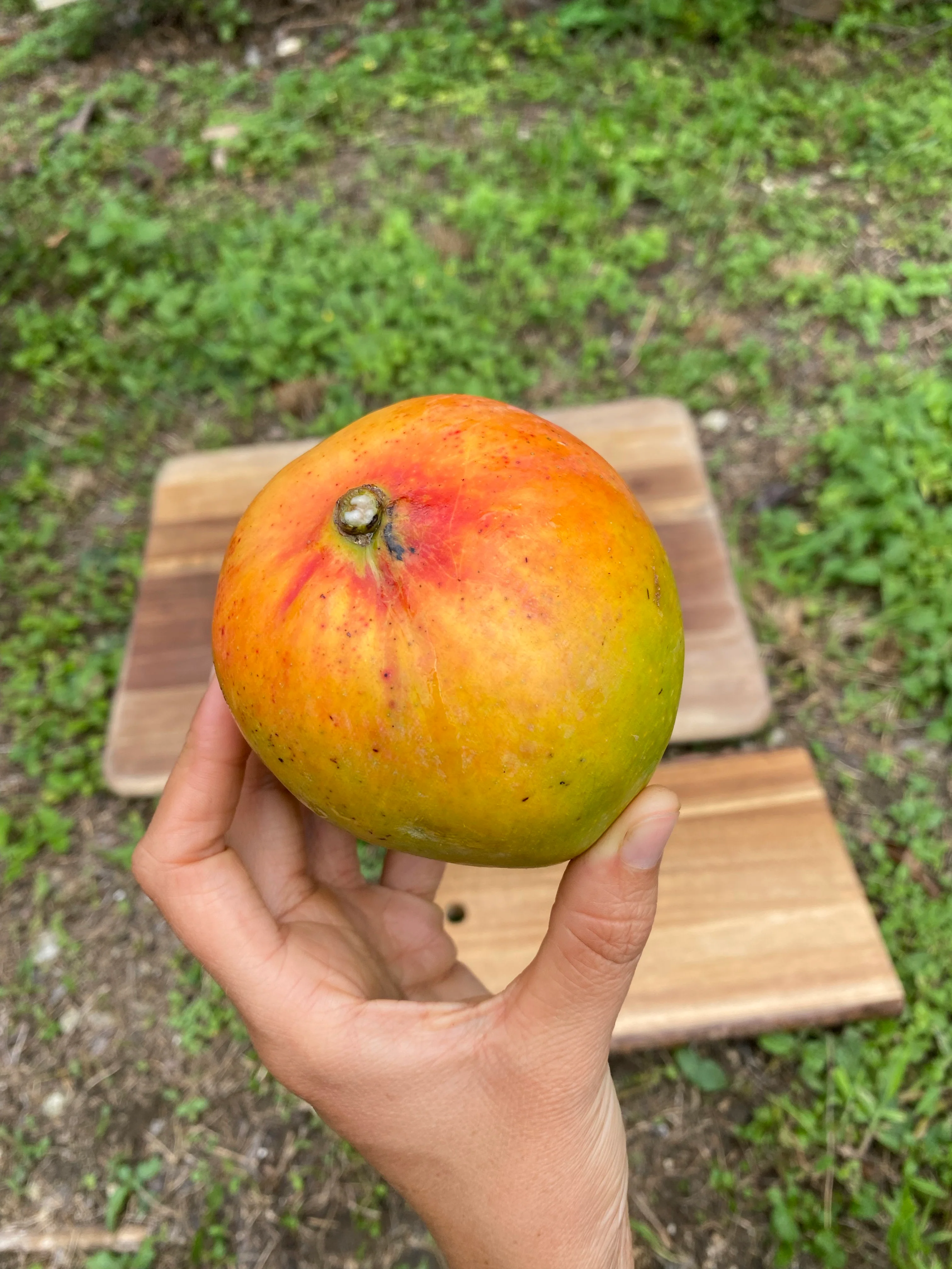 Juicy Peach Mango *Pre-Order* - Image 3
