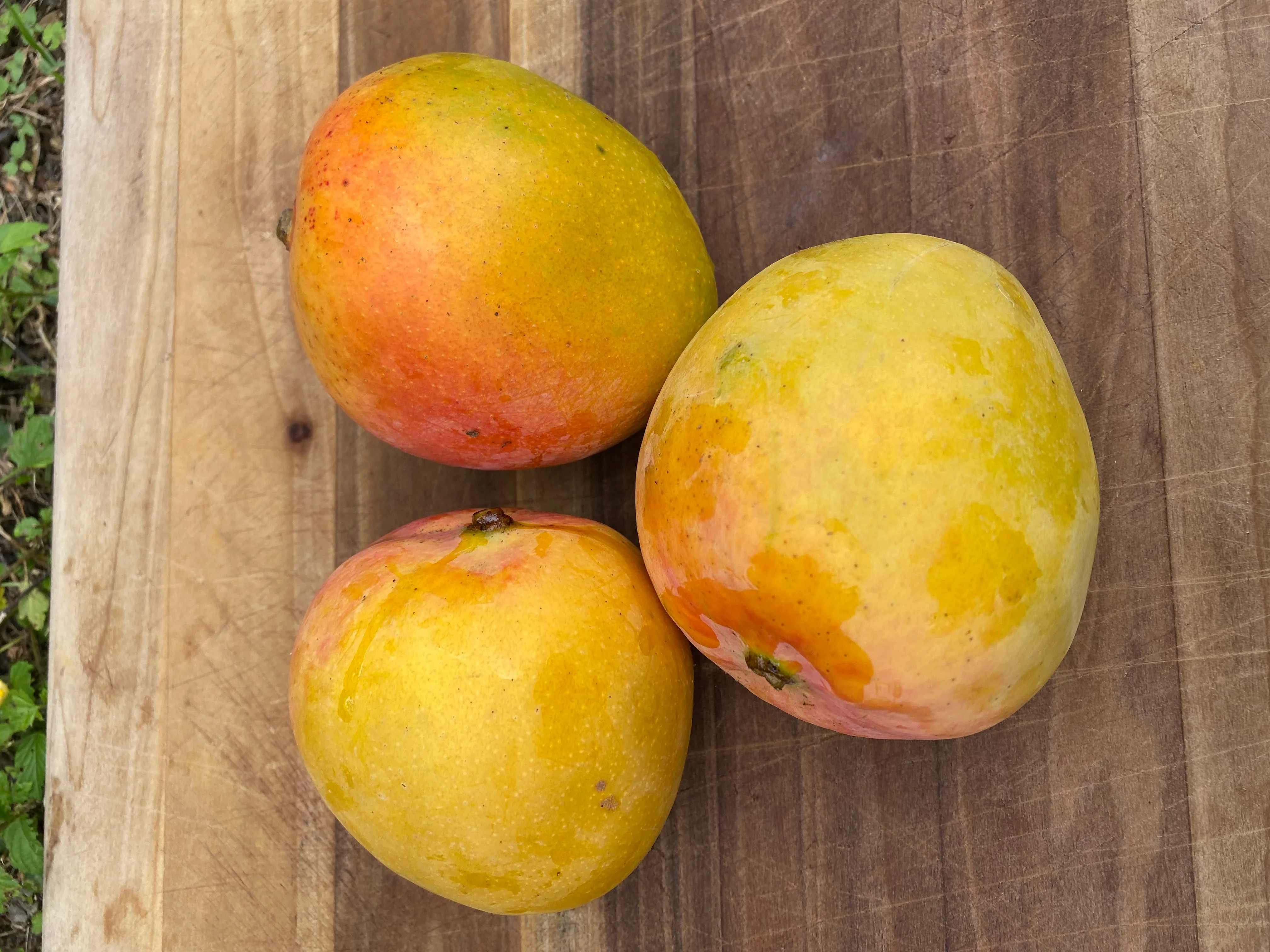 Juicy Peach Mango *Pre-Order* - Image 4