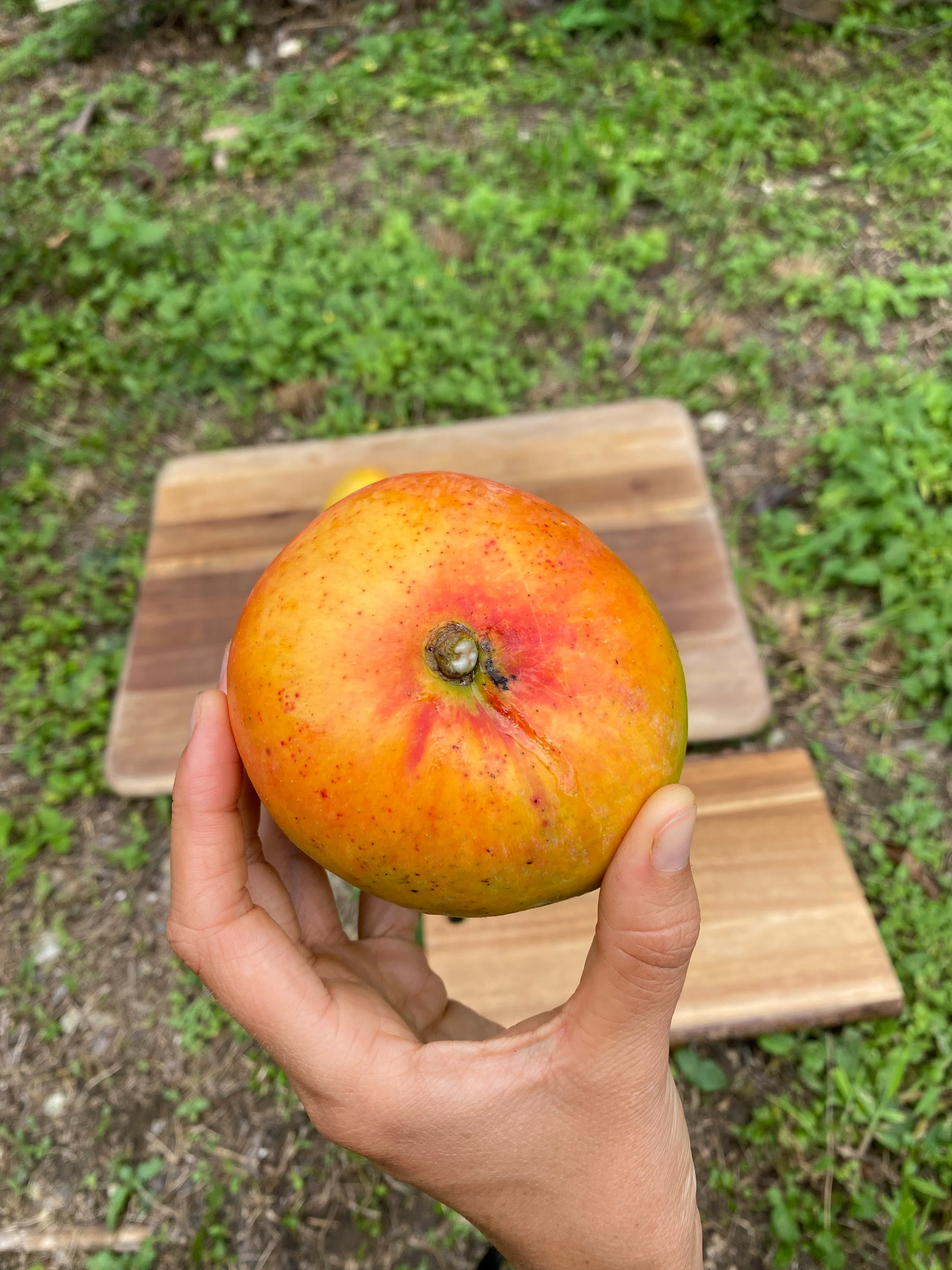 Juicy Peach Mango *Pre-Order* - Image 5