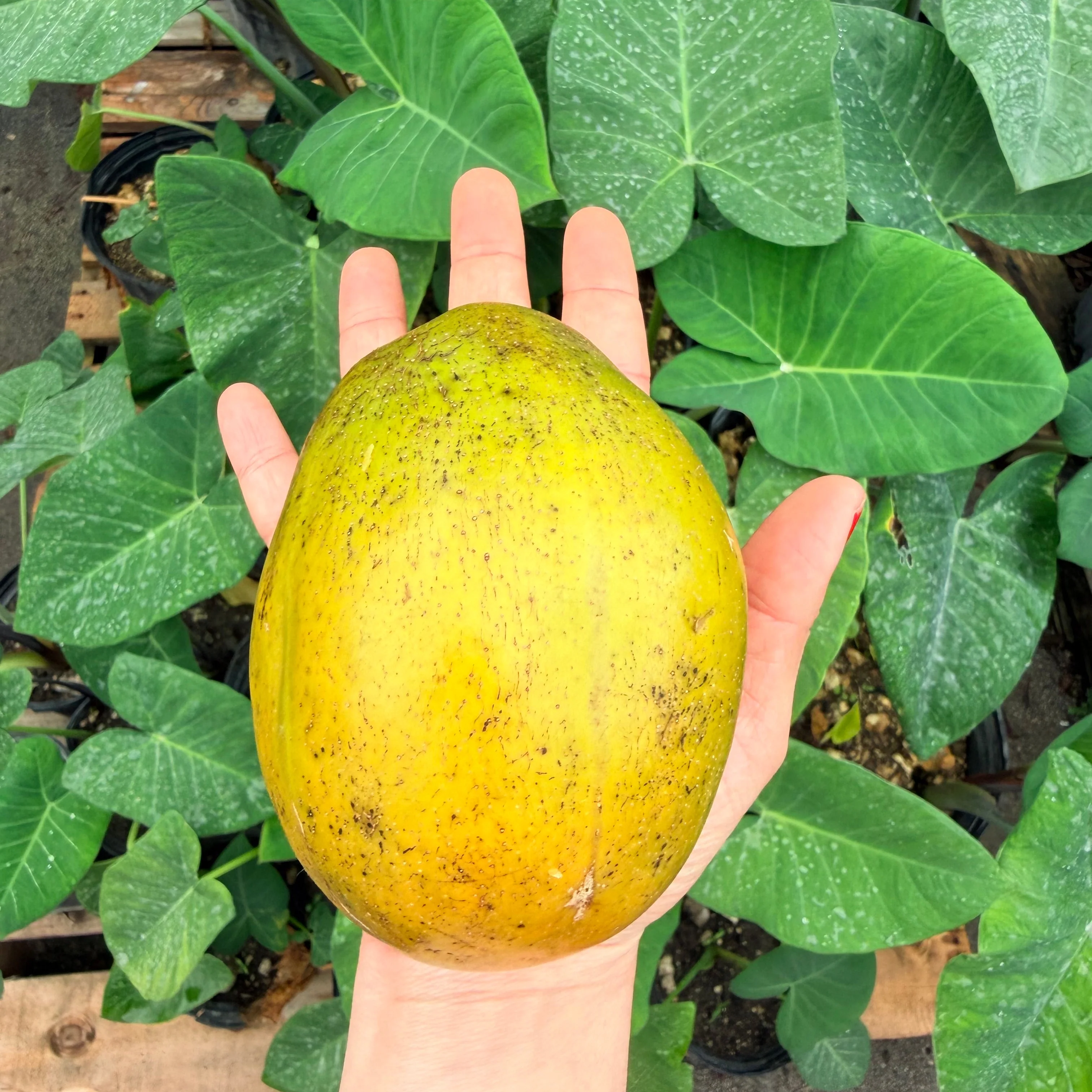 JUMBO June Plum *Pre-Order* - Image 3