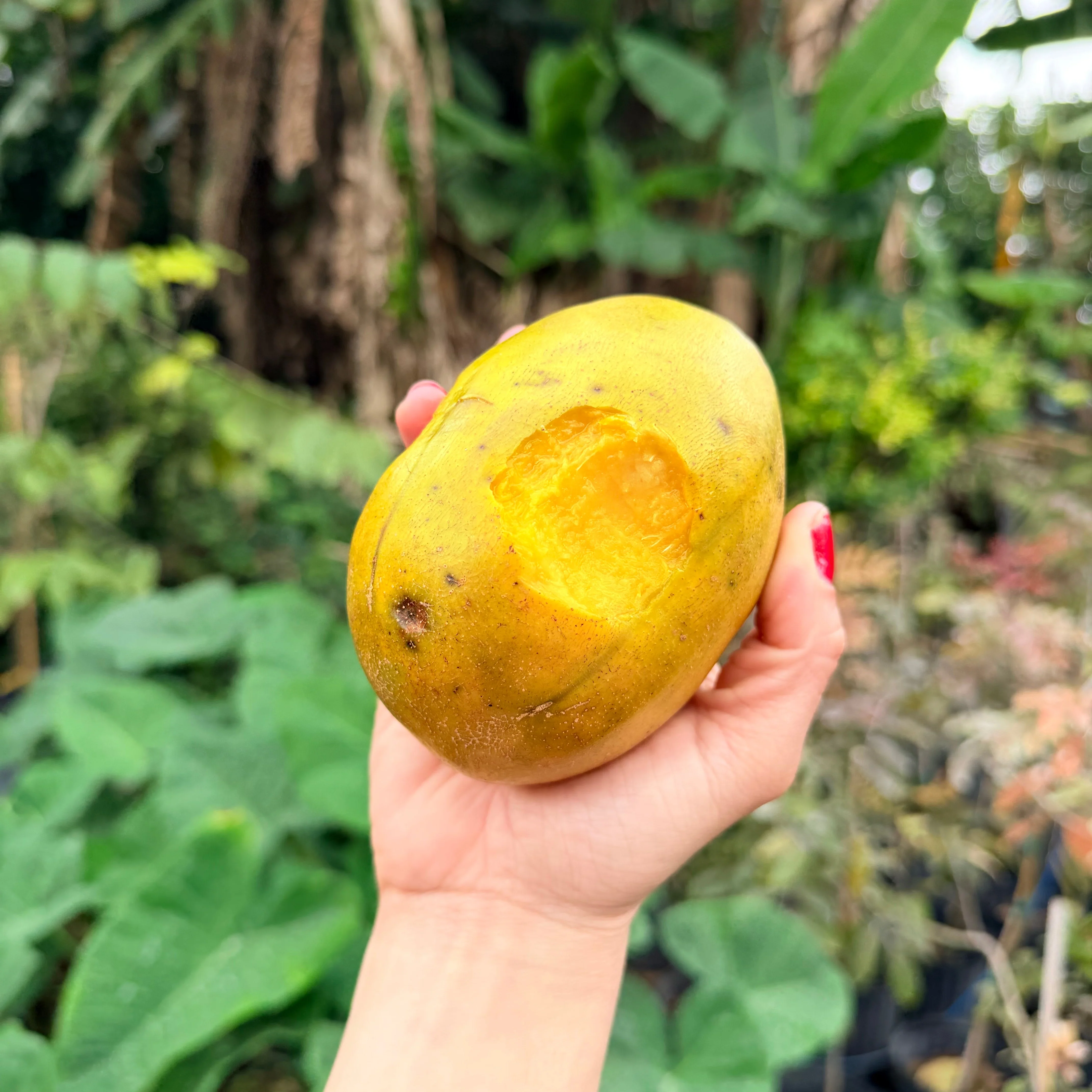JUMBO June Plum *Pre-Order* - Image 4