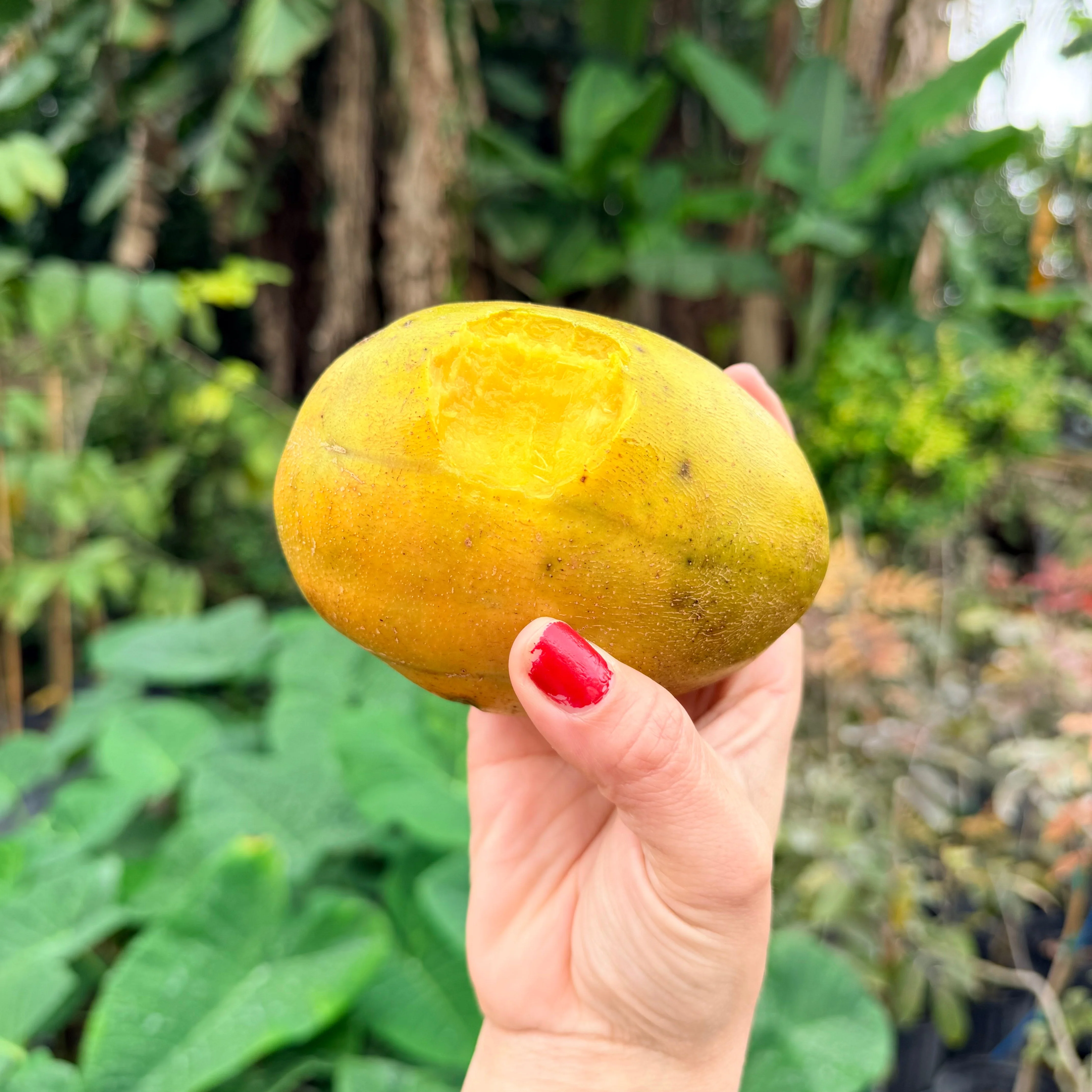 JUMBO June Plum *Pre-Order* - Image 5