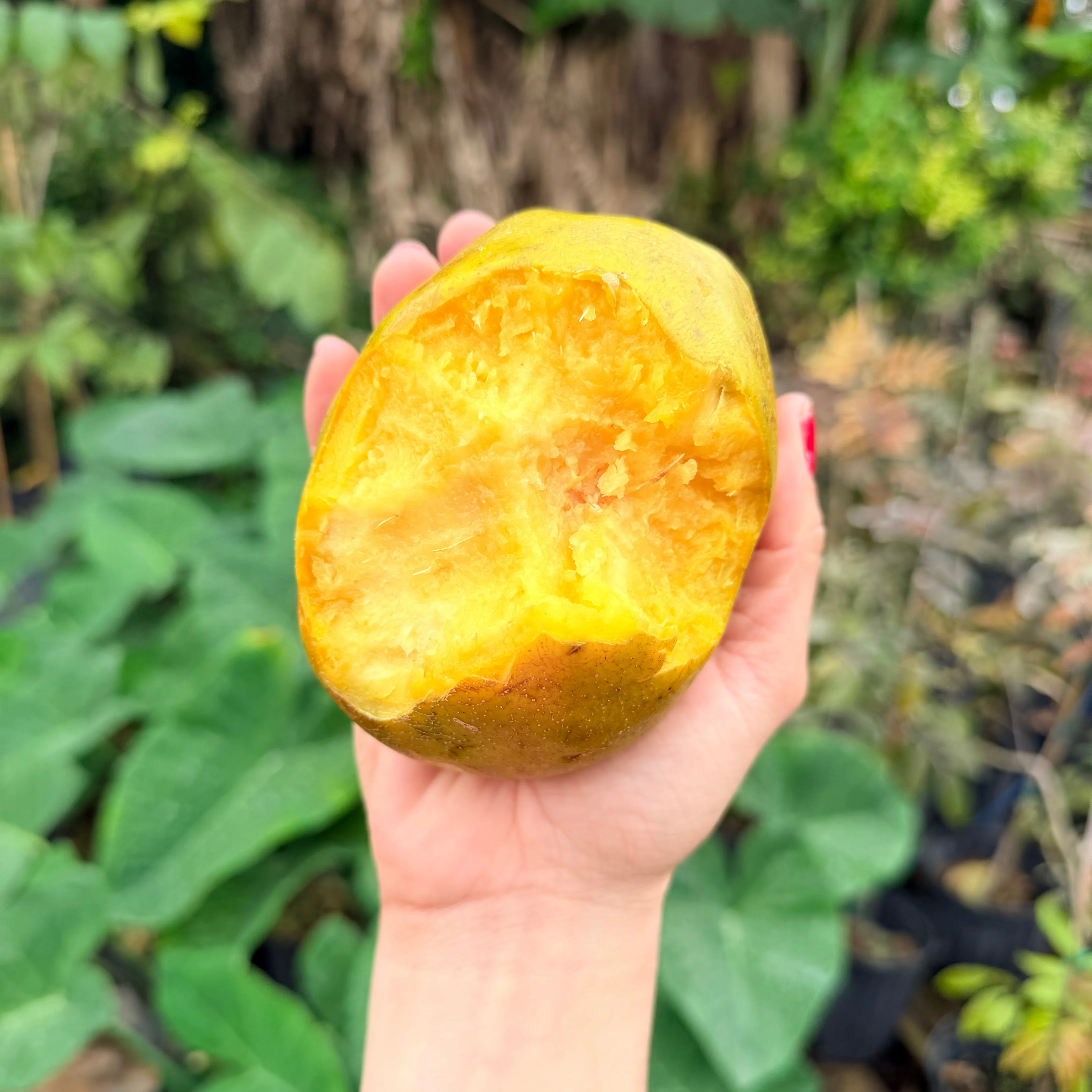 JUMBO June Plum *Pre-Order* - Image 6